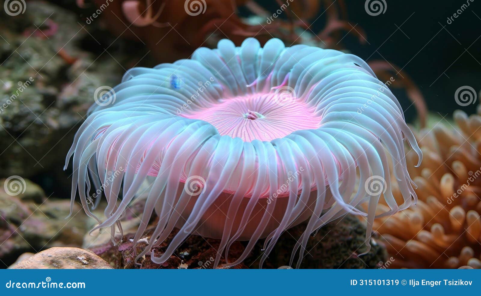 vivid sea anemone thriving in colorful coral reef ecosystem with diverse marine life