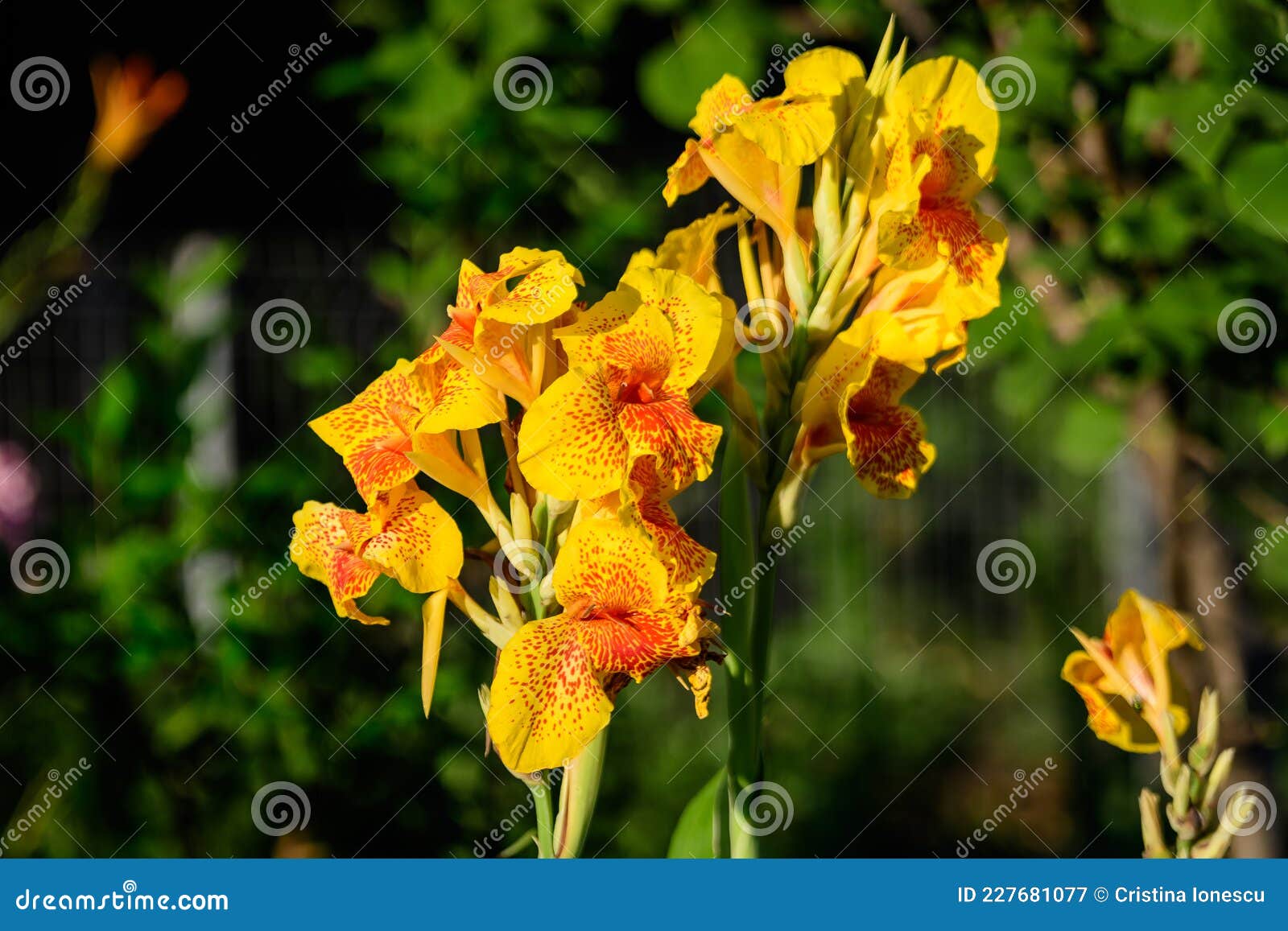 vivid yellow and red flowers of canna indica, commonly known as indian shot, african or purple arrowroot, edible canna or sierra