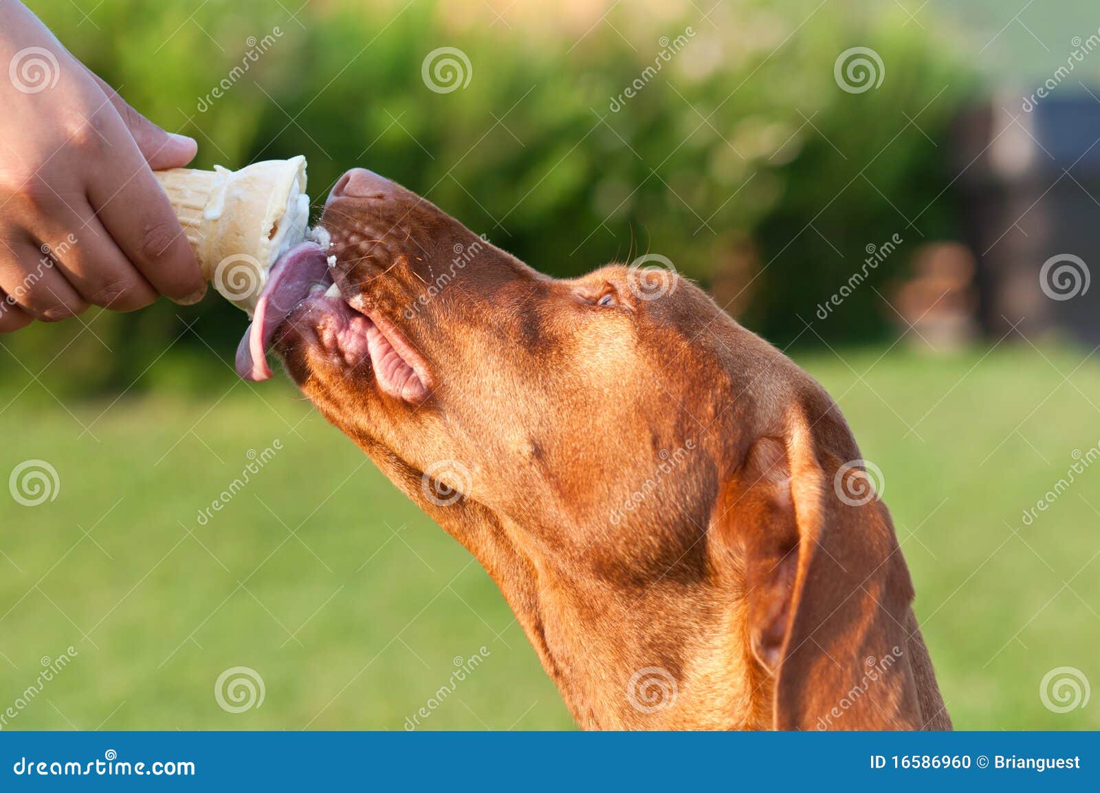 Vizsla Dog Licking an Ice Cream Cone Stock Photo Image of vizsla