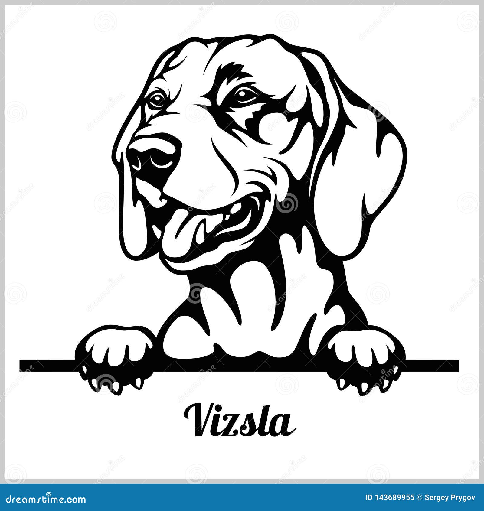 vizsla - peeking dogs - breed face head  on white