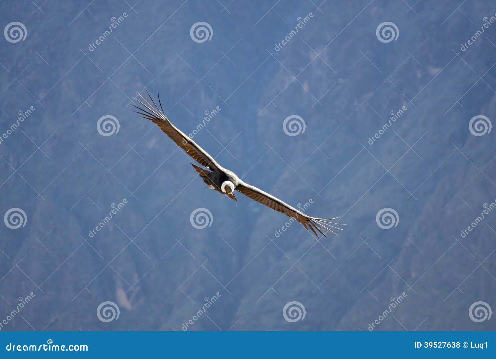 Vliegende condor over Colca-canion in Peru, Zuid-Amerika.