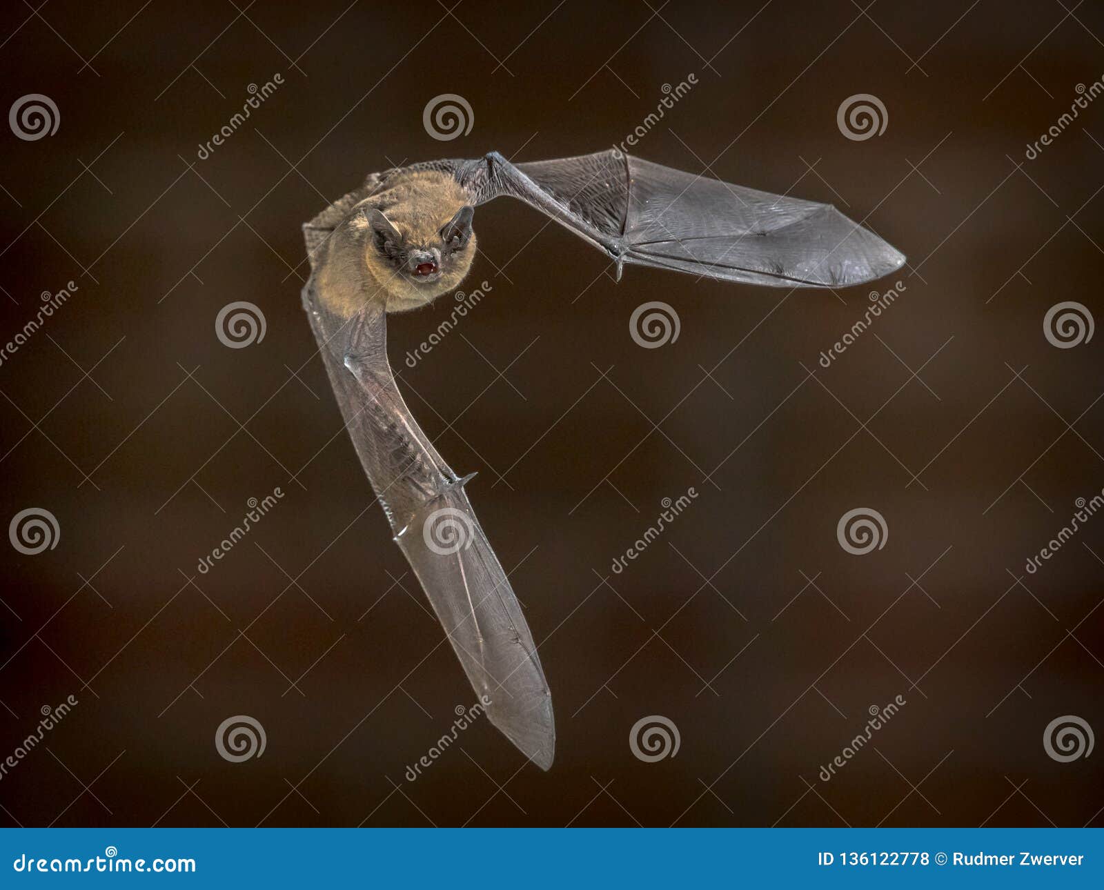 Vliegende Pipistrelle knuppel voor bakstenen muur. Pipistrelle knuppel die (Pipistrellus-pipistrellus) op zolder van huis voor bakstenen muur in duisternis vliegen Deze species is kennen voor het roosting en het leven op stedelijke gebieden