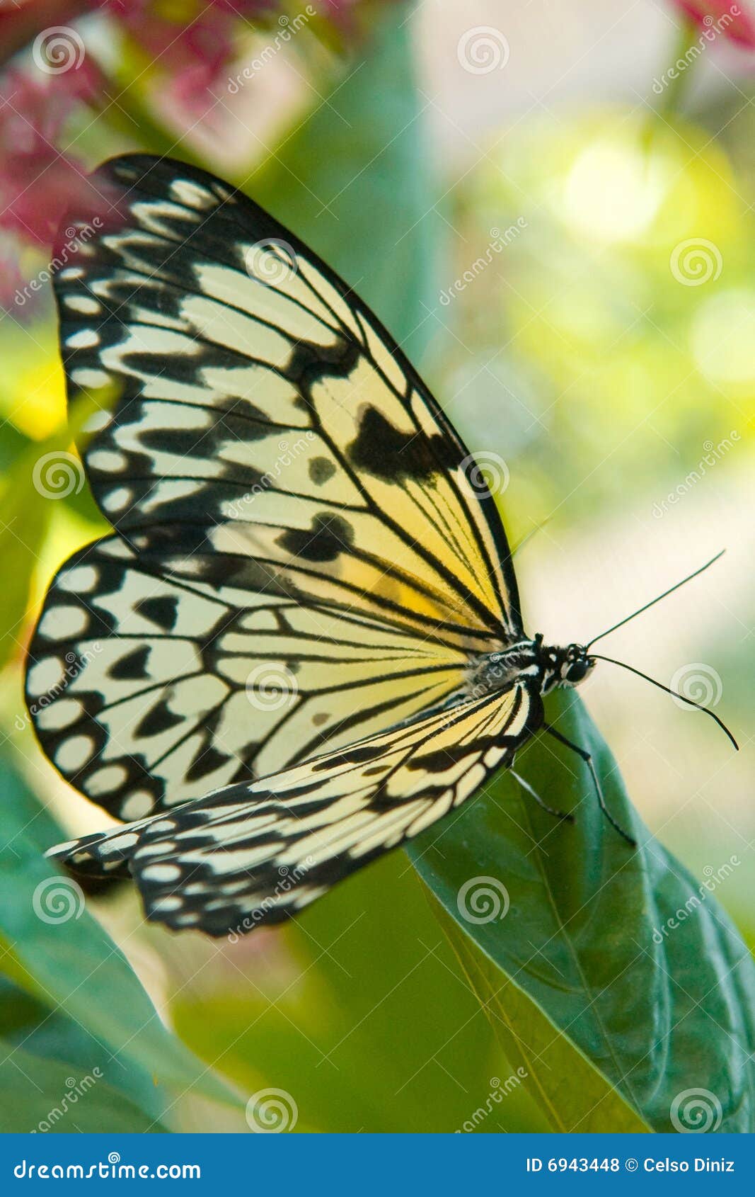 Gele en zwarte vlinder stock foto. Image of antennes, rust -