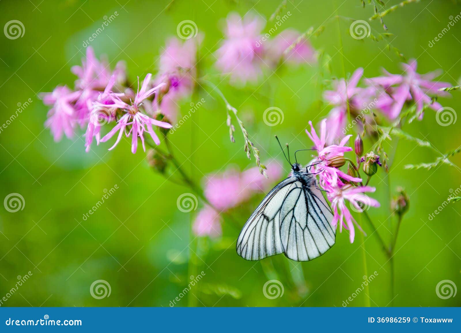 Vlinder op de bloem. Vlinder op bloem dichte omhooggaand