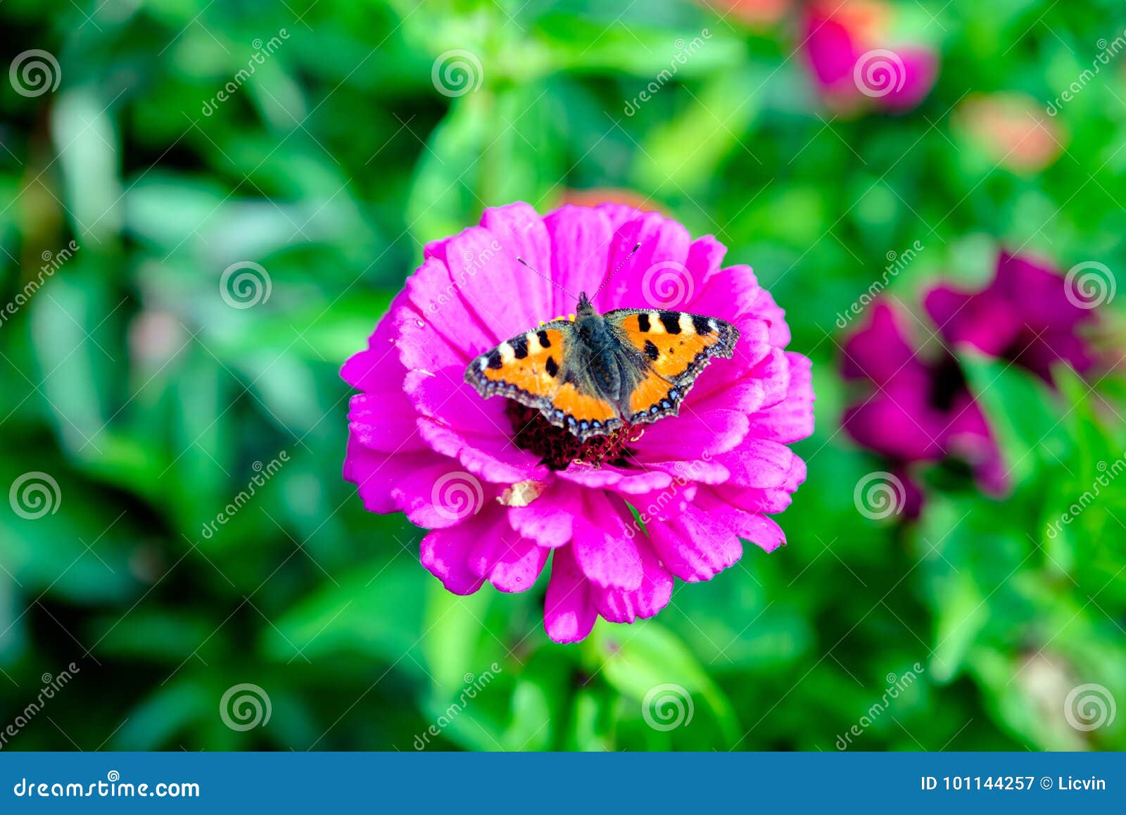 Vlinderbijenkorven die op een bloem van Zinnia zitten