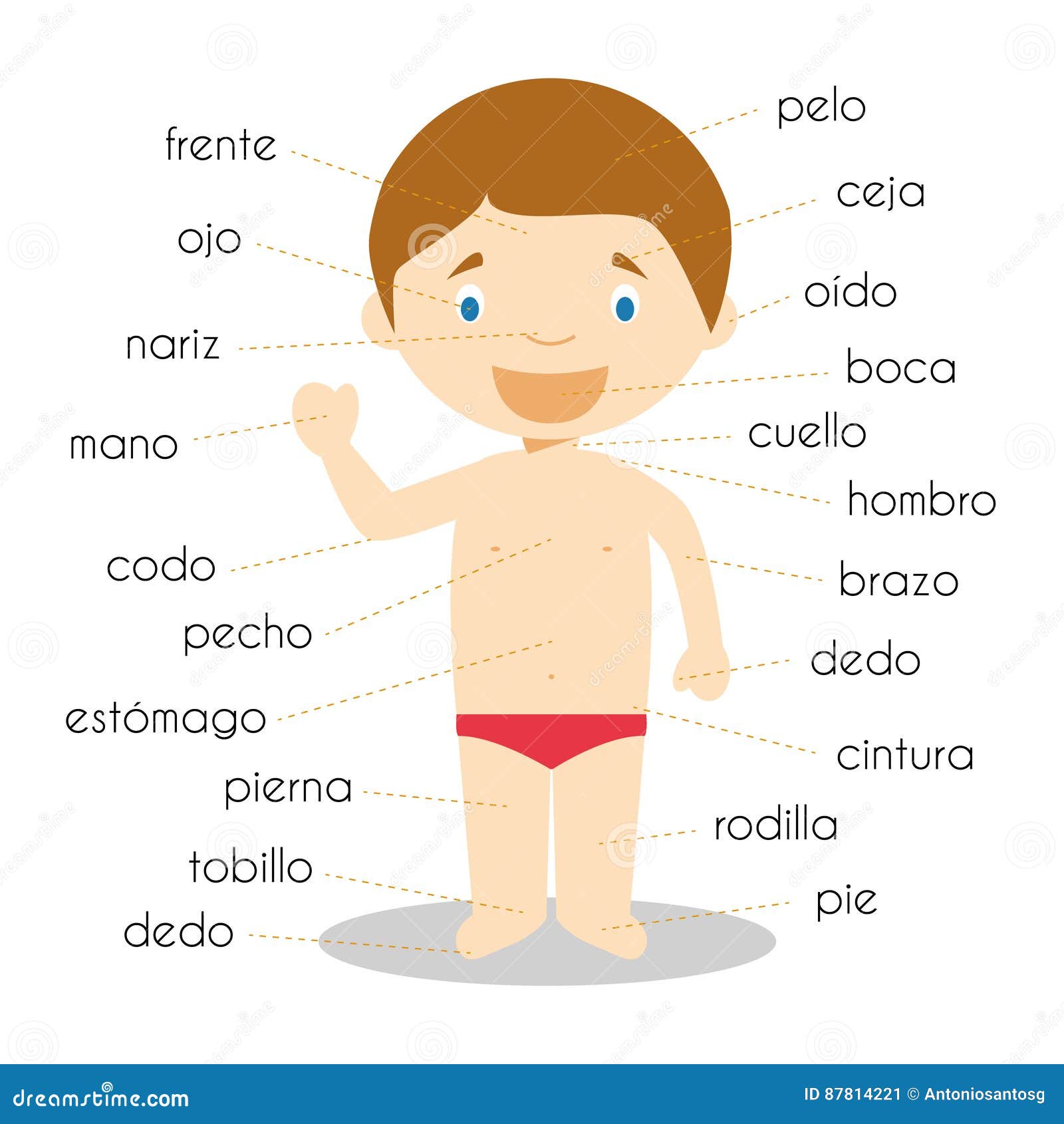 Partes Del Cuerpo En Espanol