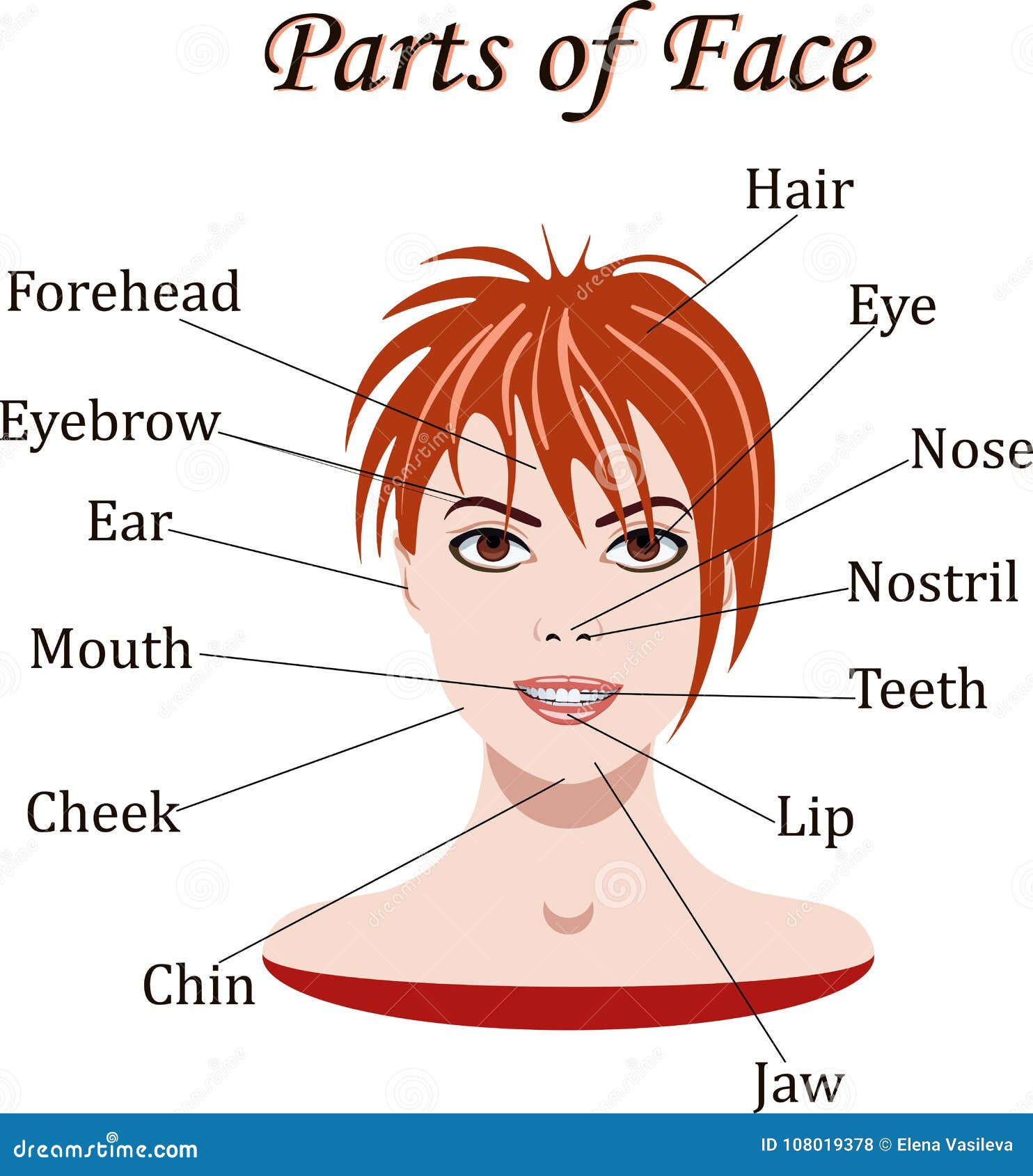 vocabulary-of-face-parts-for-lessons-vector-illustration-stock-vector-illustration-of-eyebrow