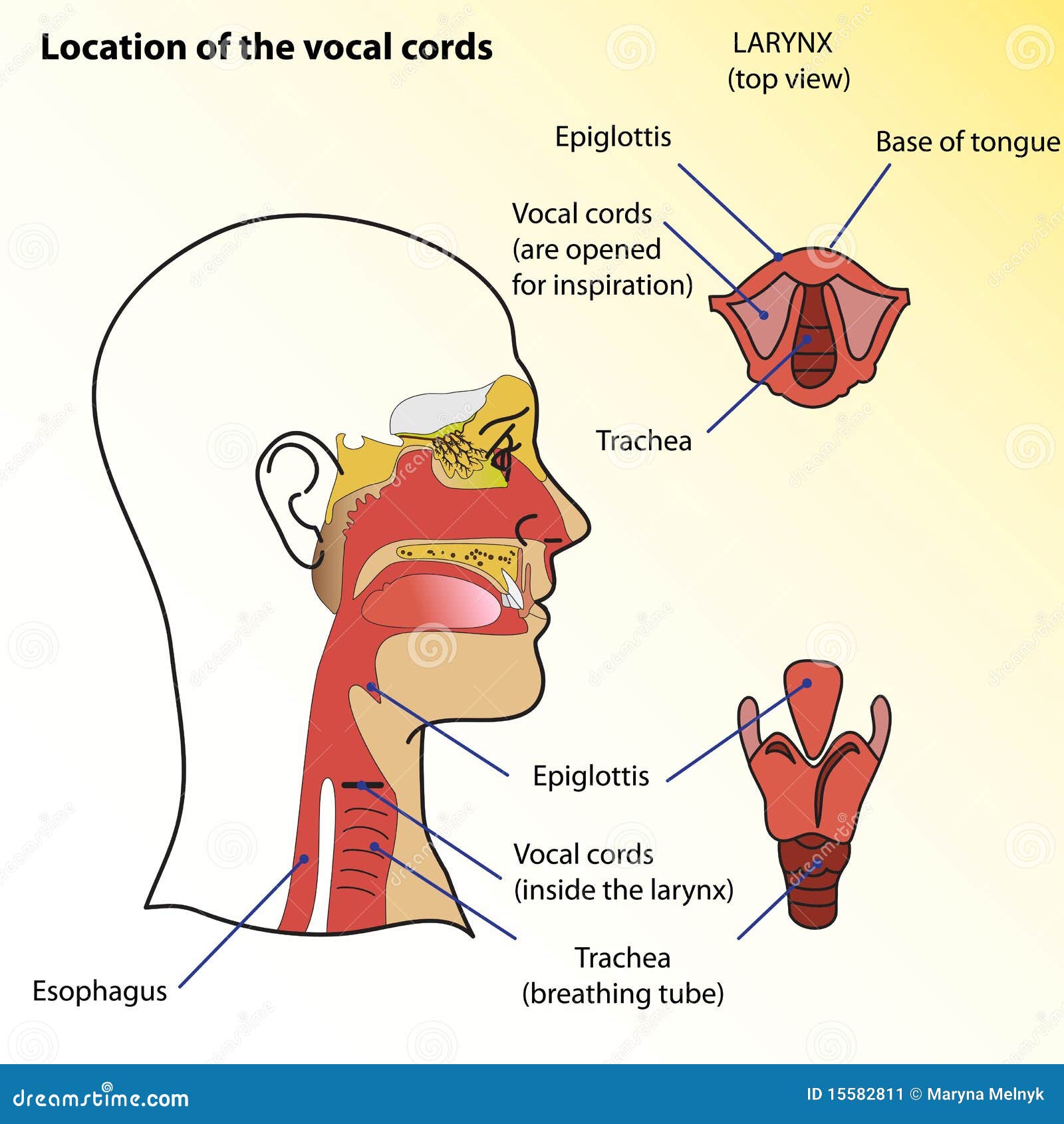 Vocal cords stock vector. Illustration of healthy, lips 15582811