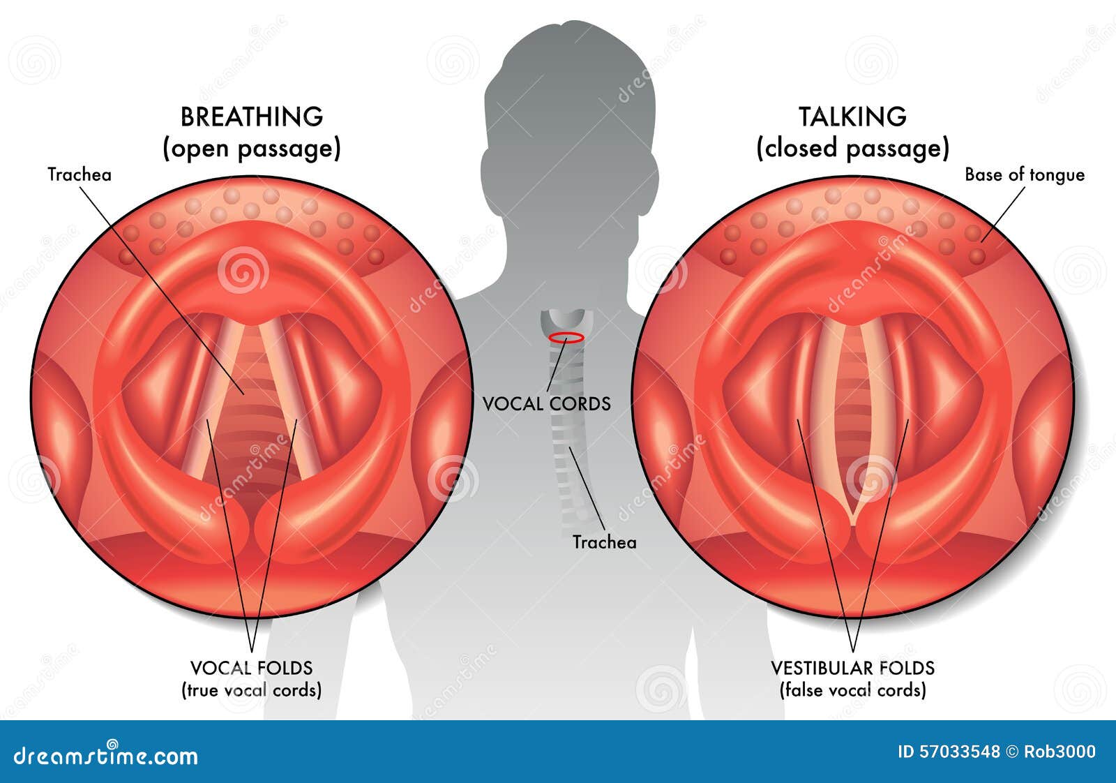 vocal cords