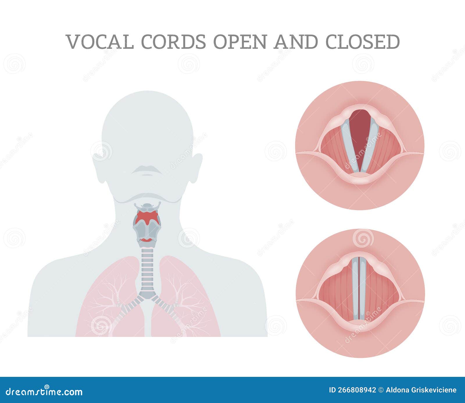 vocal cords open and closed