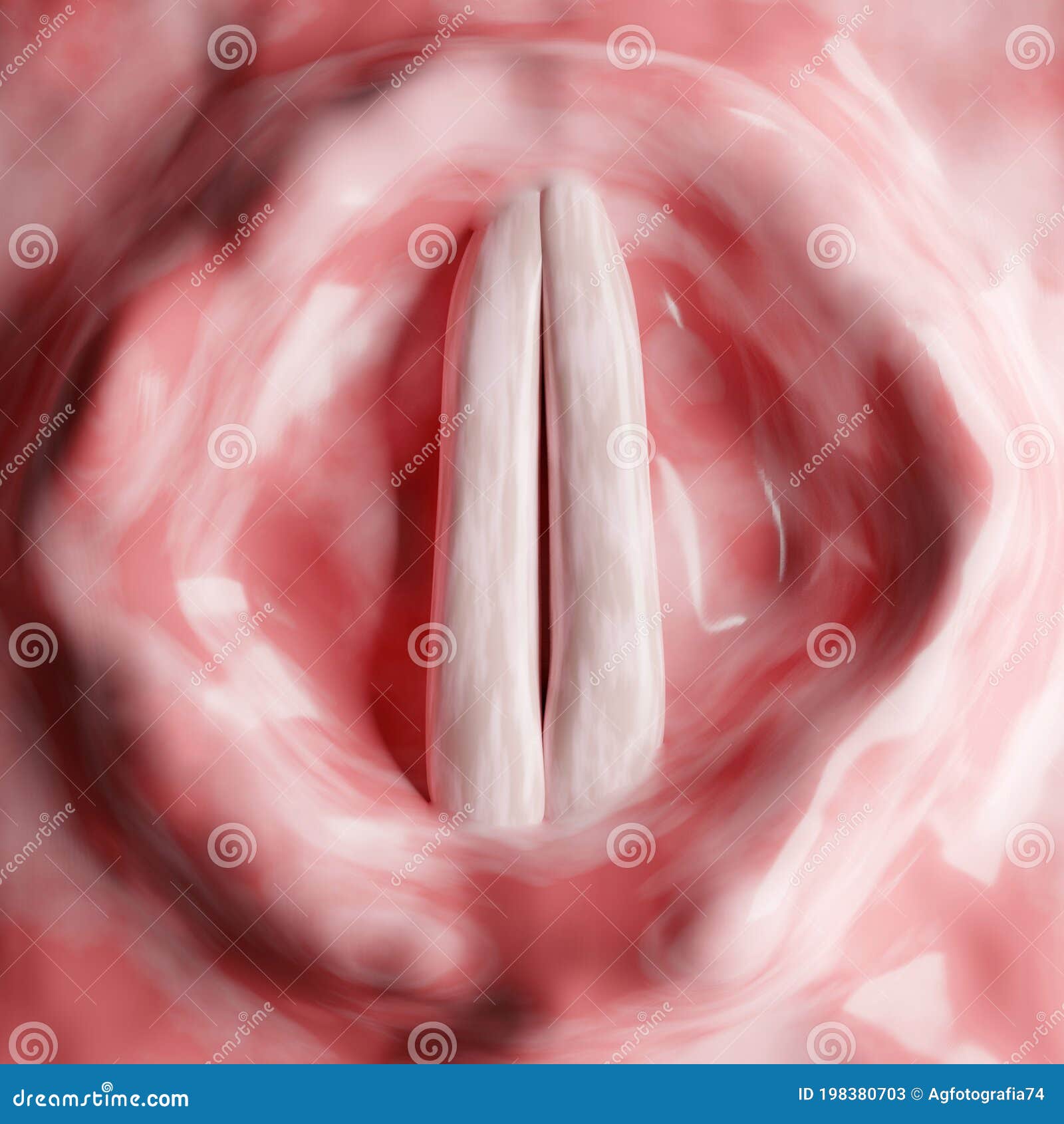 the vocal folds, known as vocal cords, are two folds of muscle and mucosa that extend horizontally in the larynx