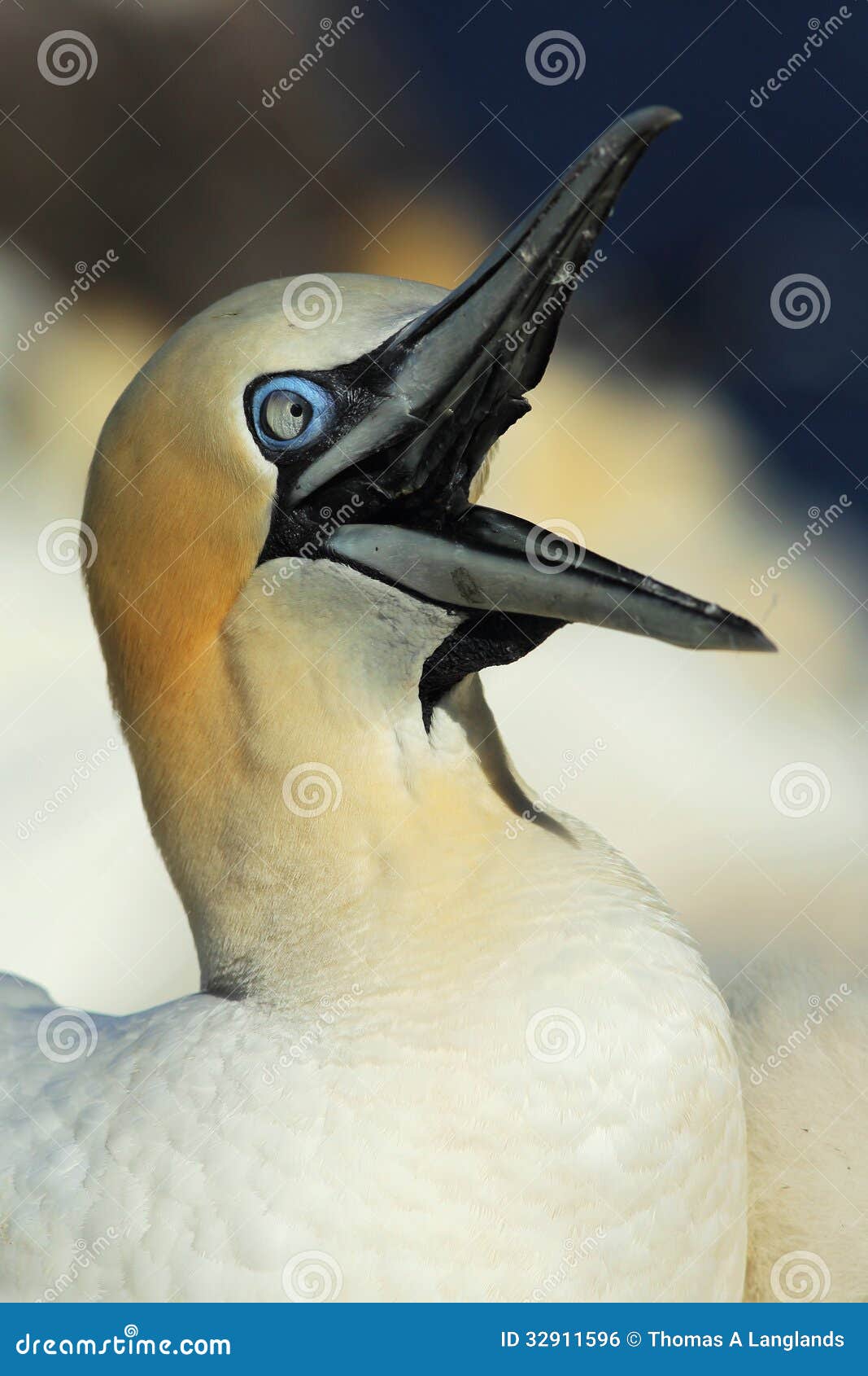 vocal gannet