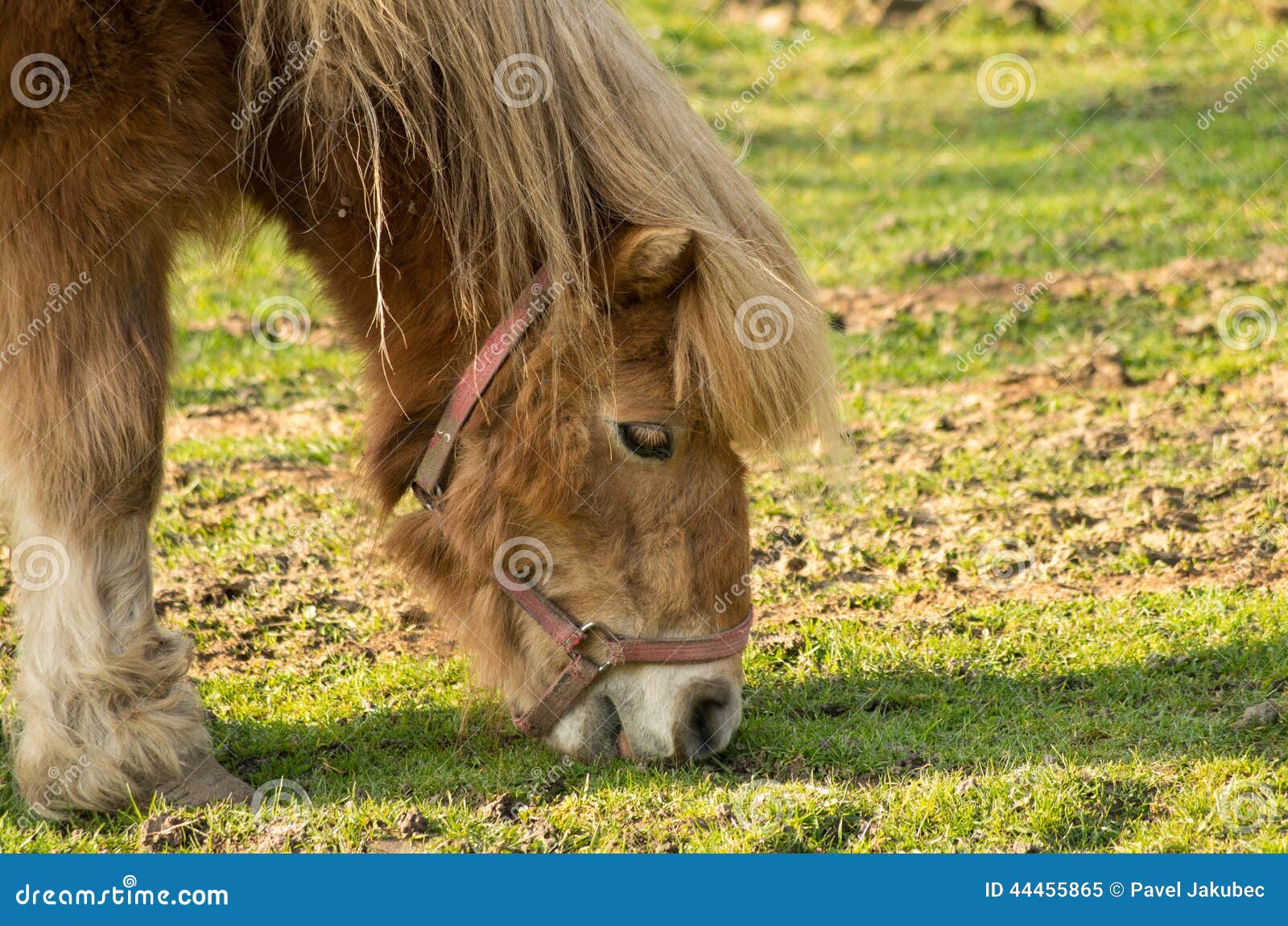 Voedende poney. Detail van een hoofd van poneypaard op een weiland