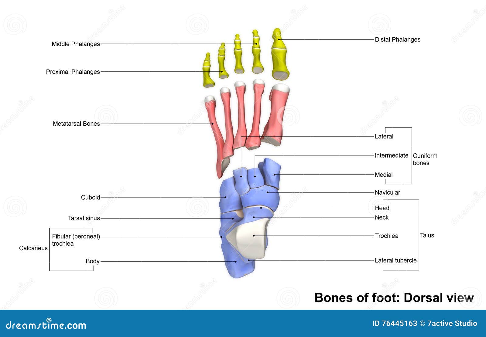 Voet Dorsale mening stock illustratie. Illustration of anatomisch