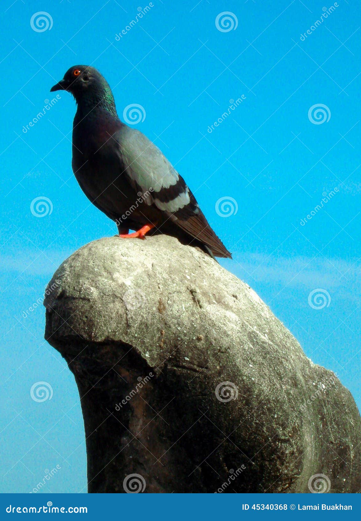 Vogel. Één grijze duif die op de steen leven