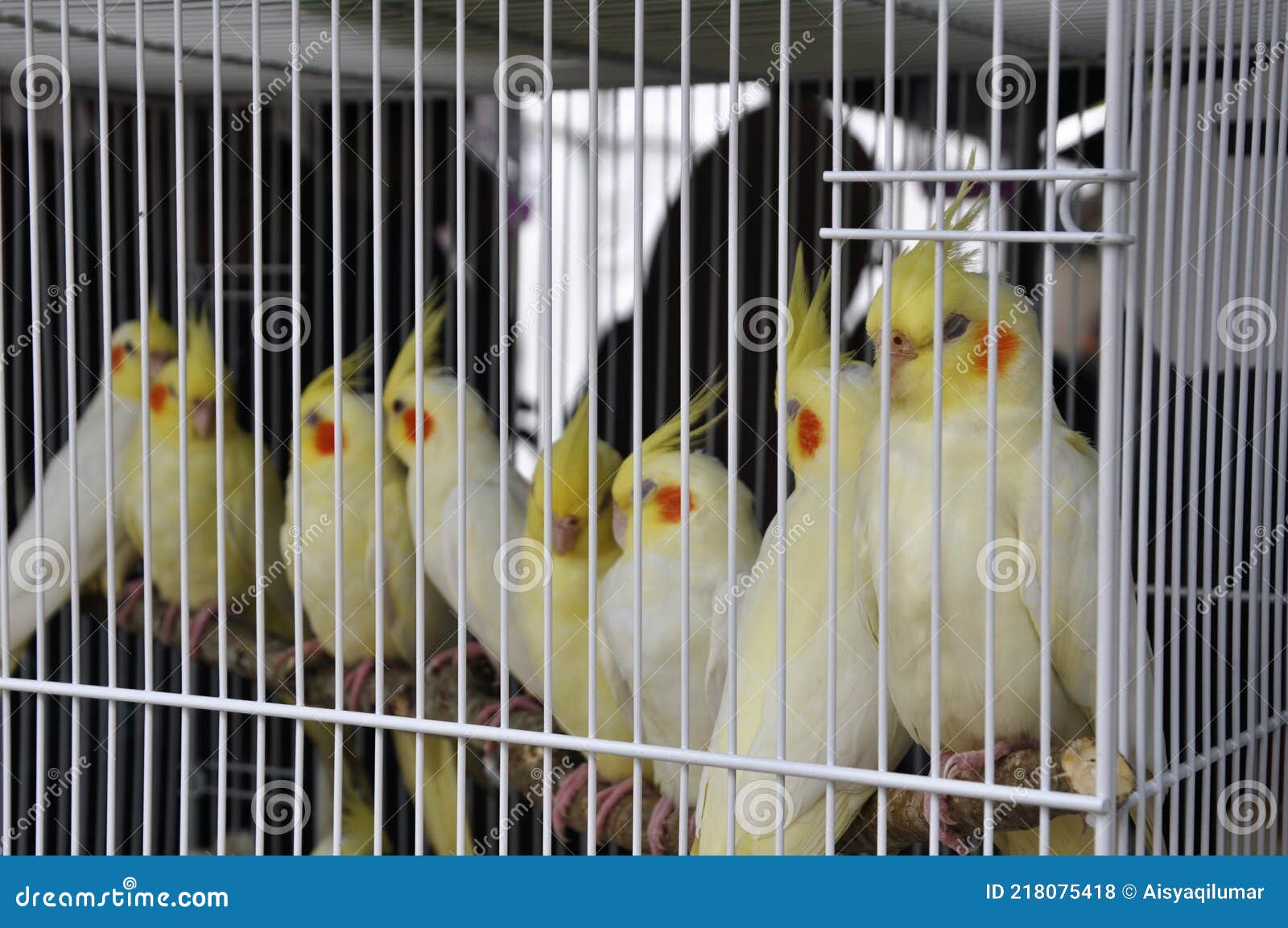 Darts dikte draaipunt Vogel in De Kooi Die Te Koop Wordt Aangeboden. Geïsoleerd Naar Soort. Stock  Foto - Image of cultuur, vrij: 218075418