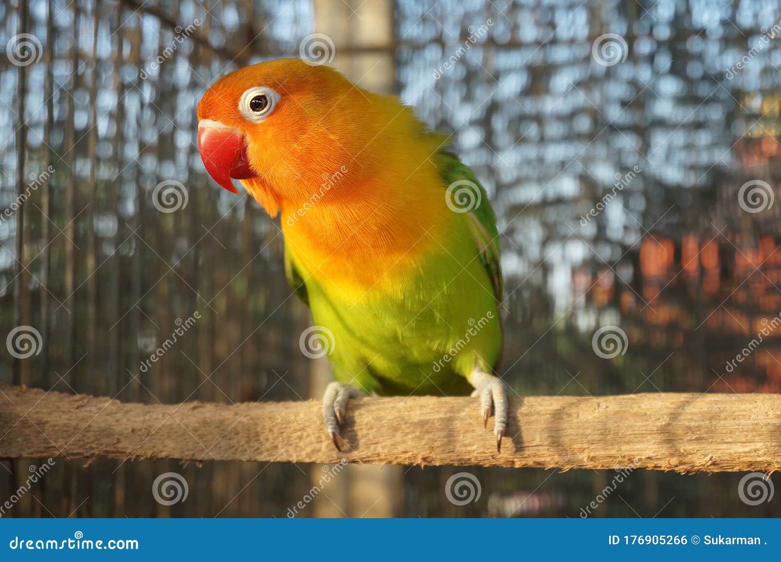 Melodrama enthousiast vogel Vogel in de vogelkooi stock foto. Image of groen, liefde - 176905266