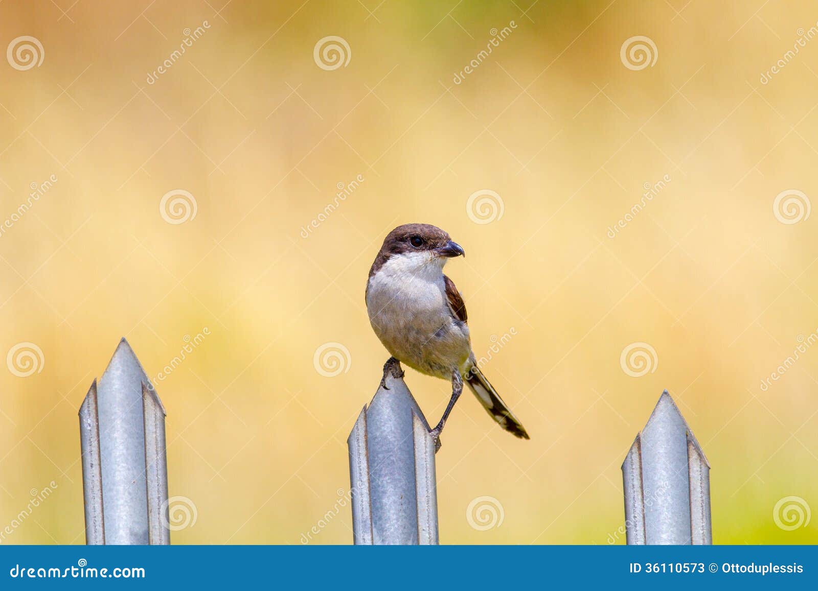 Vogel, Der Auf Einem Zaun Sitzt Stockbild - Bild von bunt, hocken: 36110573