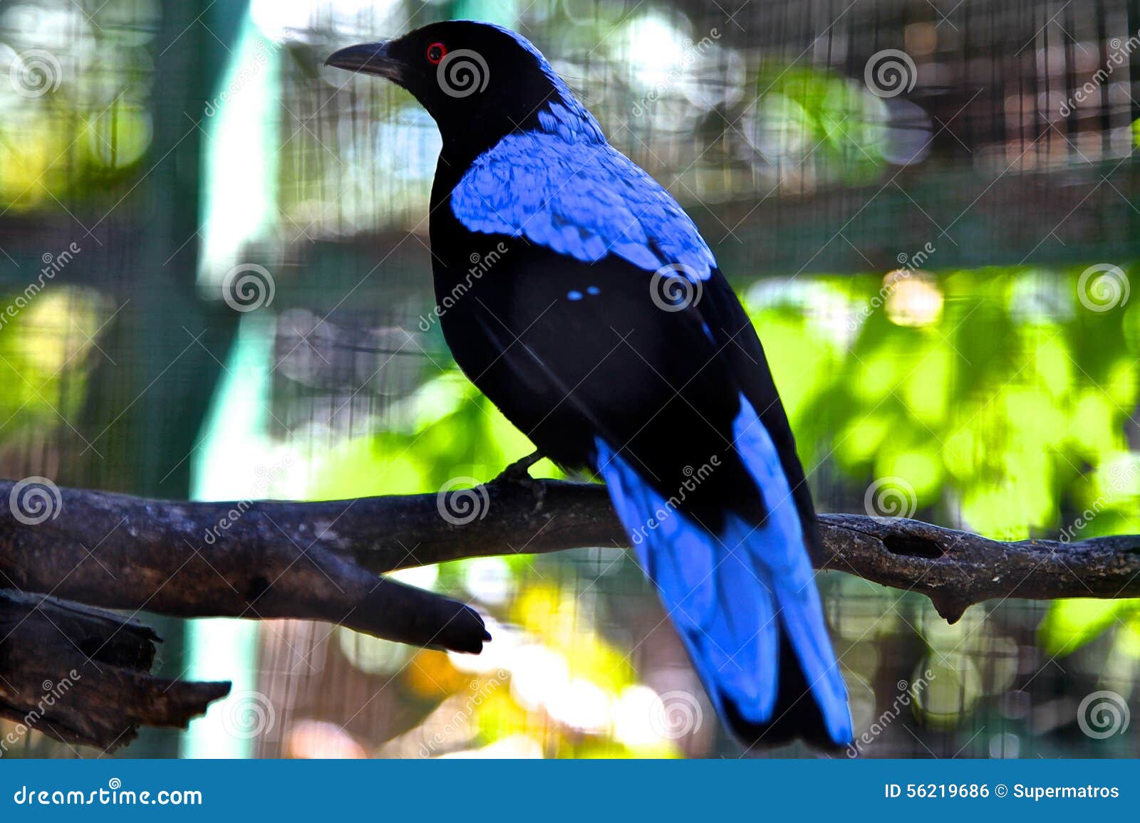 Afvoer Sluipmoordenaar Likken Vogel Met Blauwe Veren Die Op Een Boomtak Zitten Stock Foto - Image of  dier, zitting: 56219686