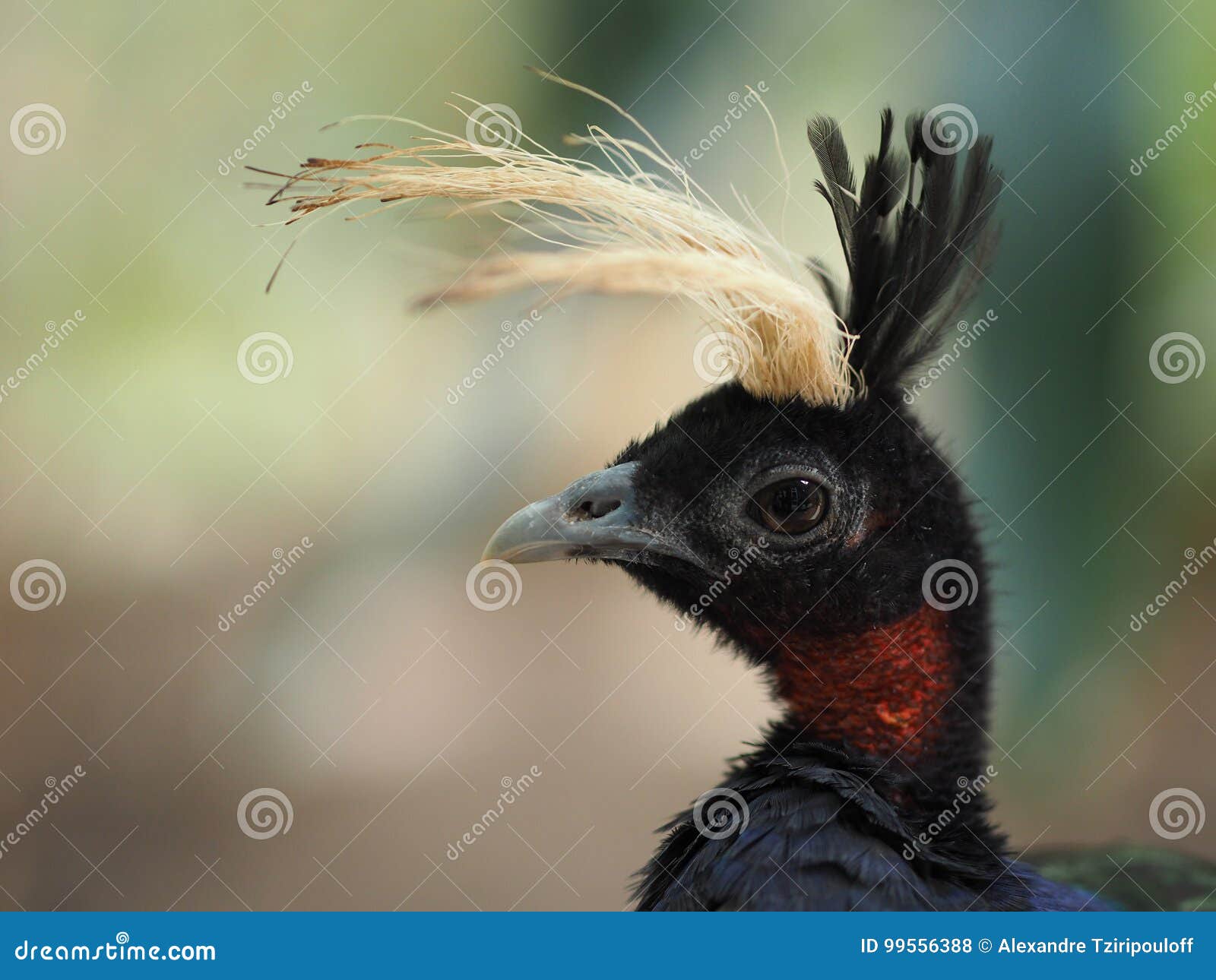 Vogel mit Kamm stockfoto. Bild von mitte, fauna, london - 99556388