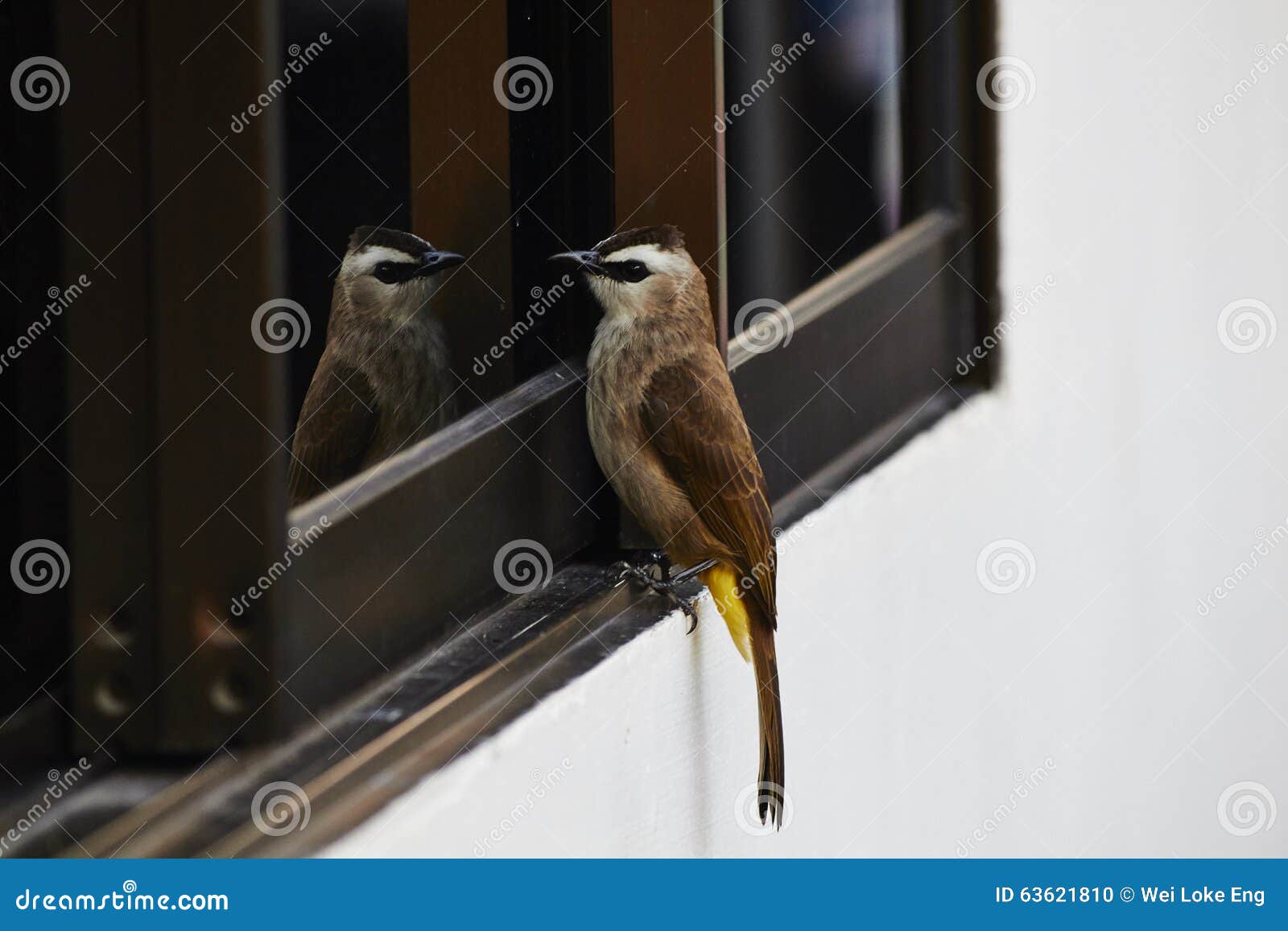 concept Fonkeling Pijnstiller Vogel op spiegel stock foto. Image of vogel, staart, zelf - 63621810