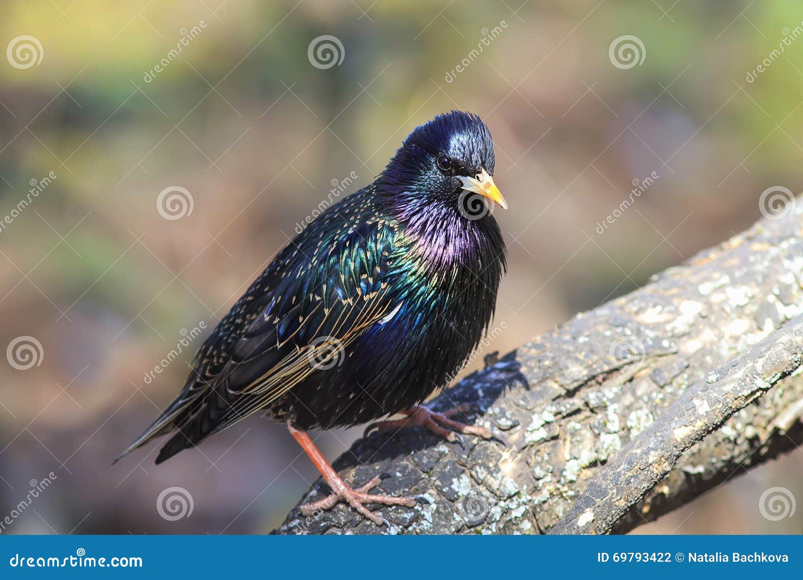 Vogel schwarzer Star auf dem Baum im Frühjahr im Park. Schöner Vogelschwarzes Star auf dem Baum im Frühjahr im Park