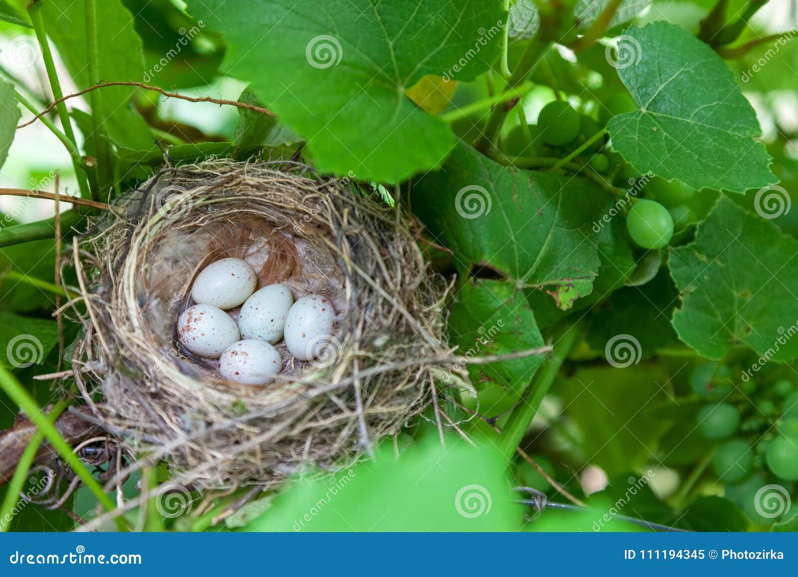 Vogeleier Im Nest Stockbild Bild Von Nest Vogeleier