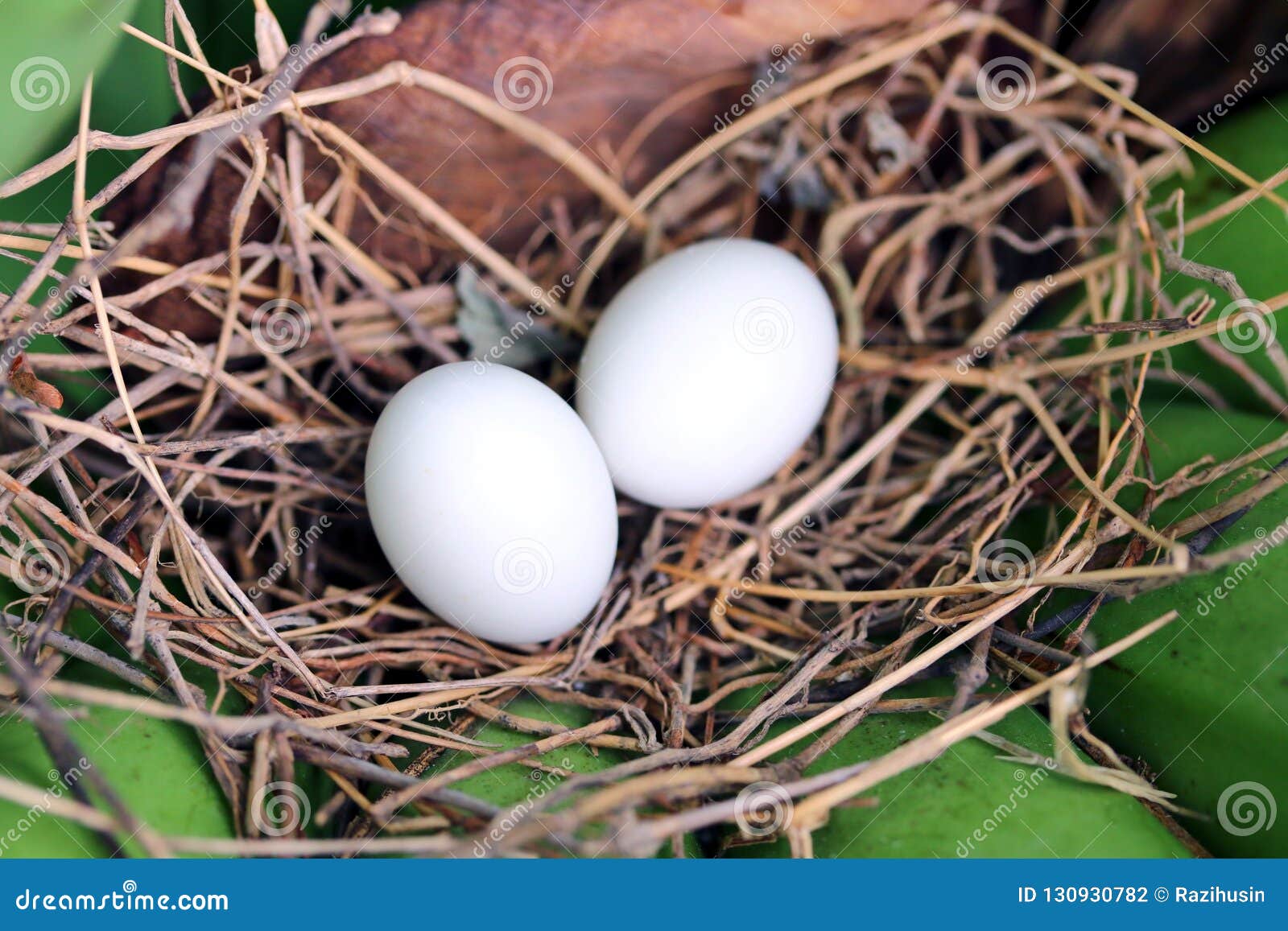 Vogeleier Im Nest Stockfoto Bild Von Organisch Feder