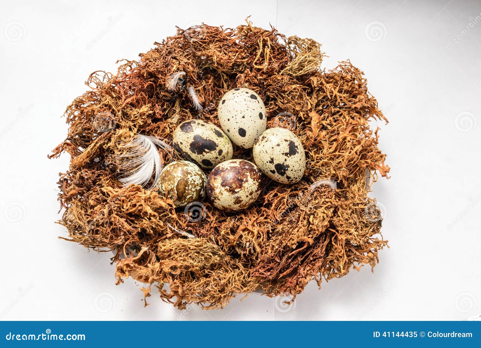 Vogeleier im Nest stockbild. Bild von hintergrund, eier - 41144435