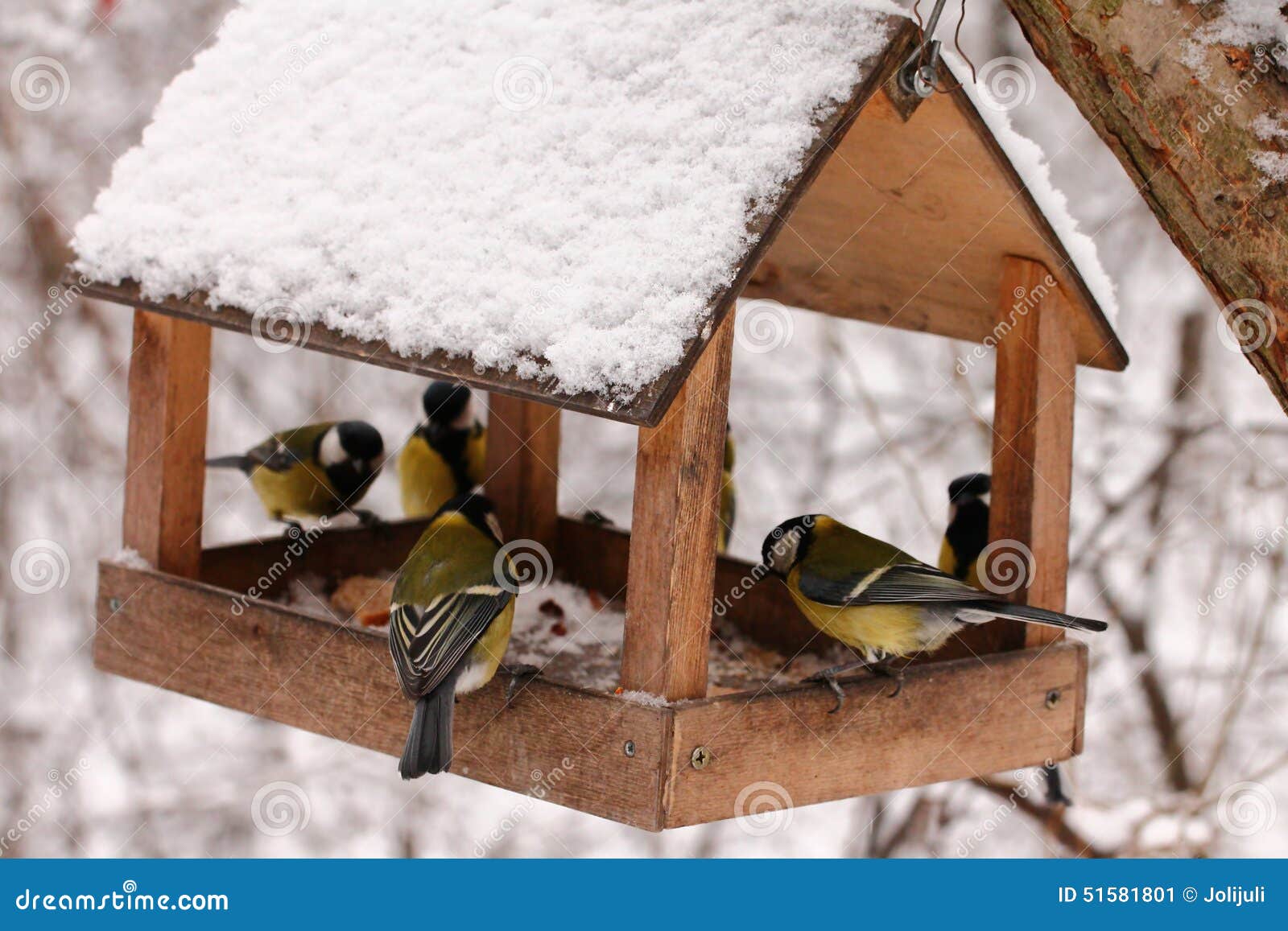Dhr Reusachtig favoriete Vogels Die in De Winter Voeden Stock Afbeelding - Image of vervagen, goed:  51581801