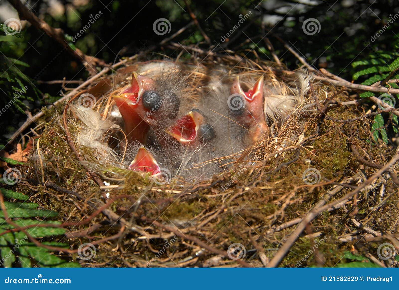 Beoefend Snooze magie Vogels in het nest stock afbeelding. Image of honger - 21582829