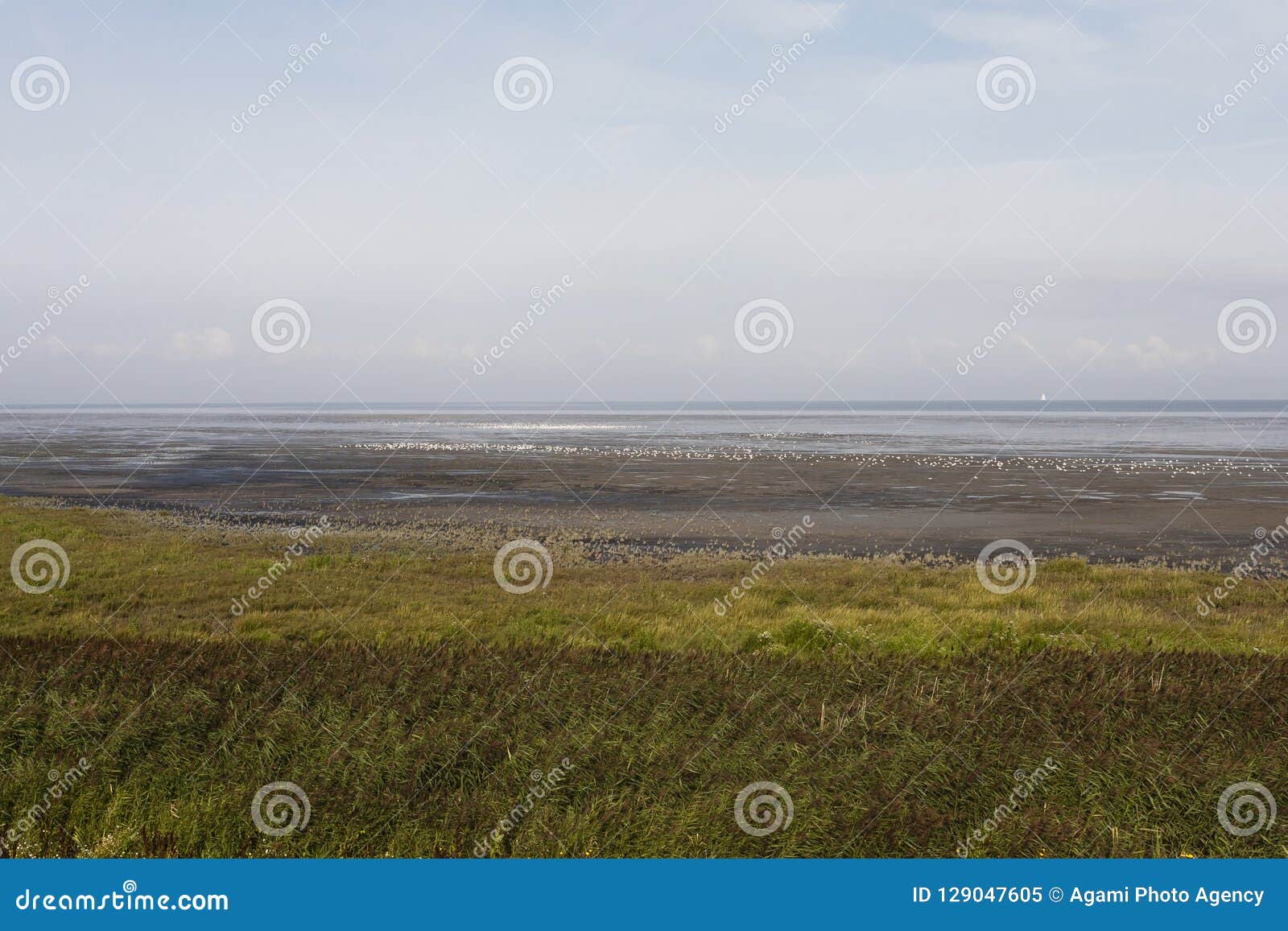 vogels op waddenzee, birds at wadden sea