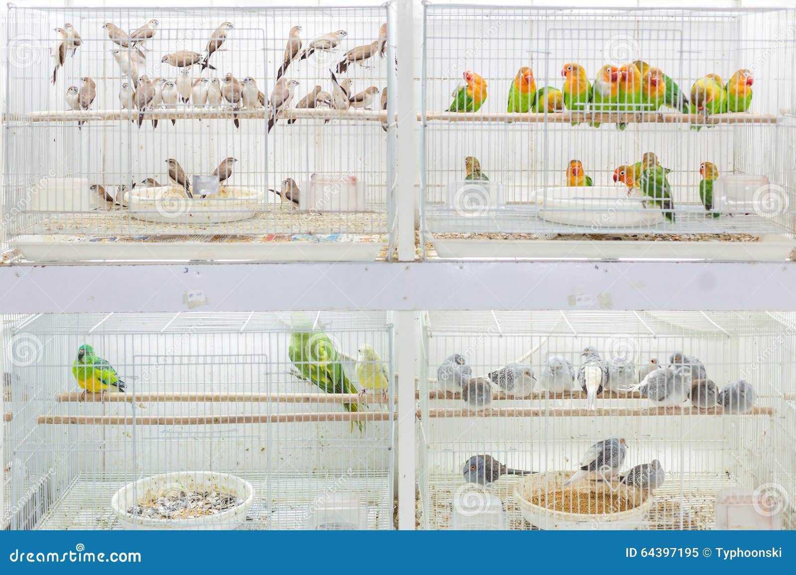Vogels Voor Verkoop in Souq Waqif, Stock Afbeelding - Image of aziatisch, oosters: 64397195