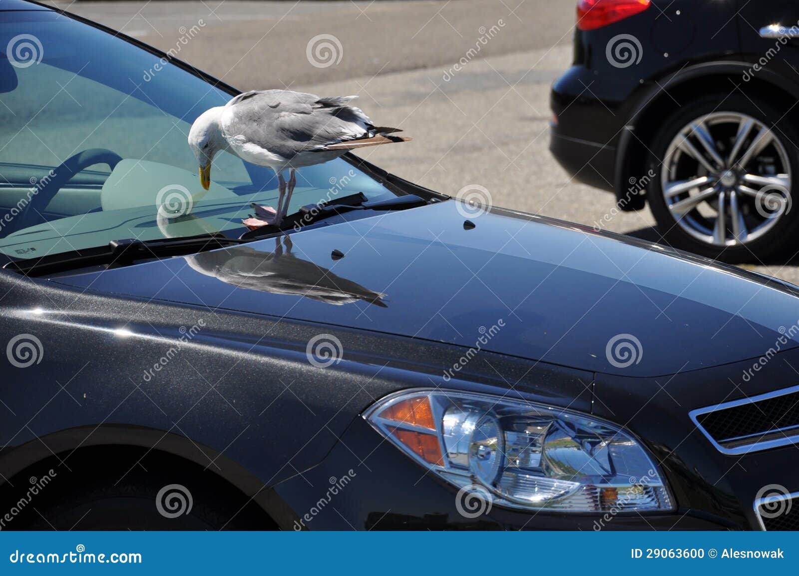Voiture et l'oiseau photo stock. Image du hublot, drôle 29063600