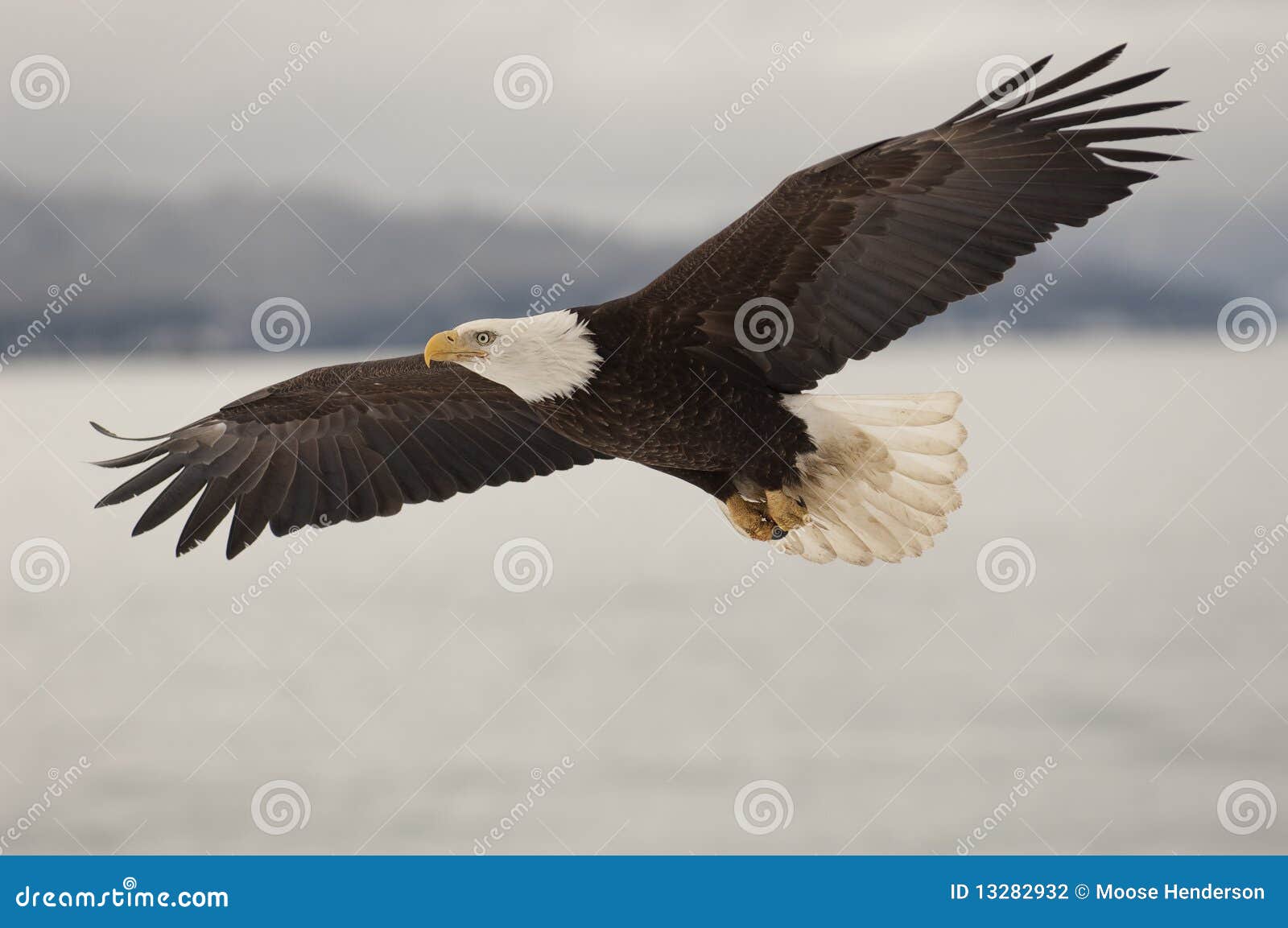 Vol D Aigle Photo Stock Image Du Amerique Homere Etats