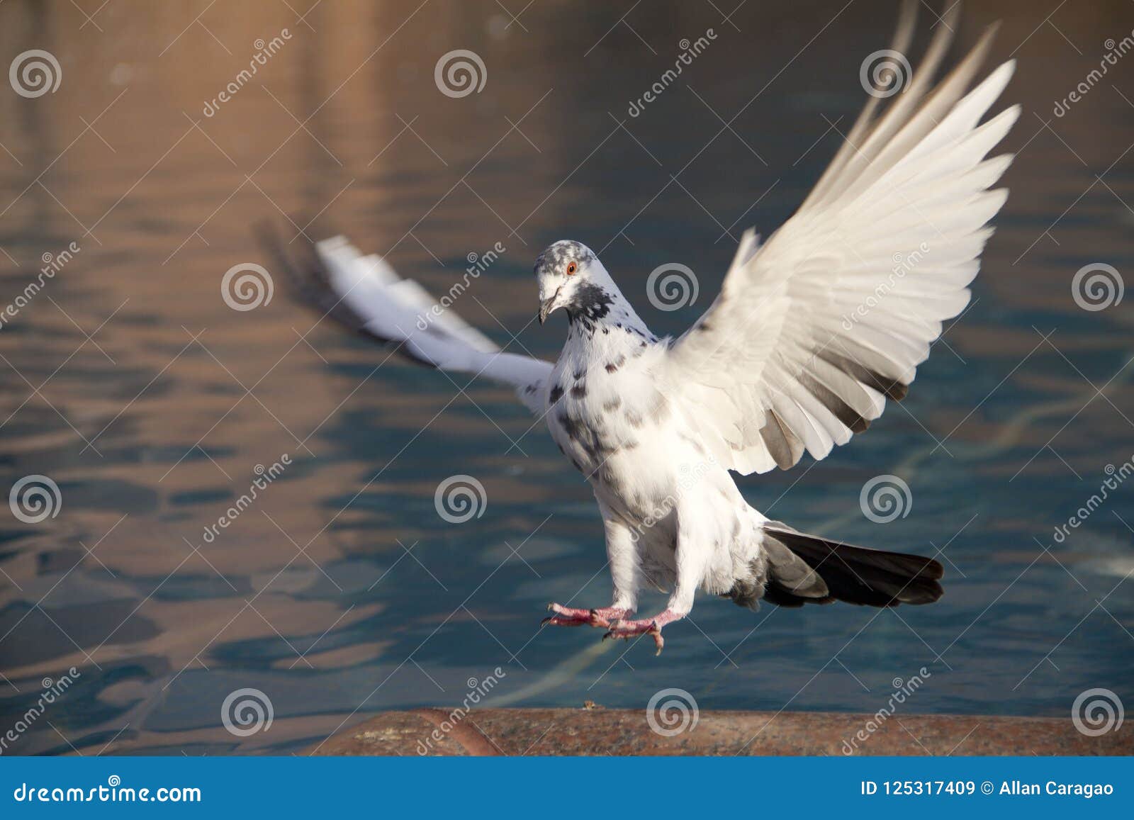 Vol D Oiseau Avec Gratuit Image Stock Image Du Libre