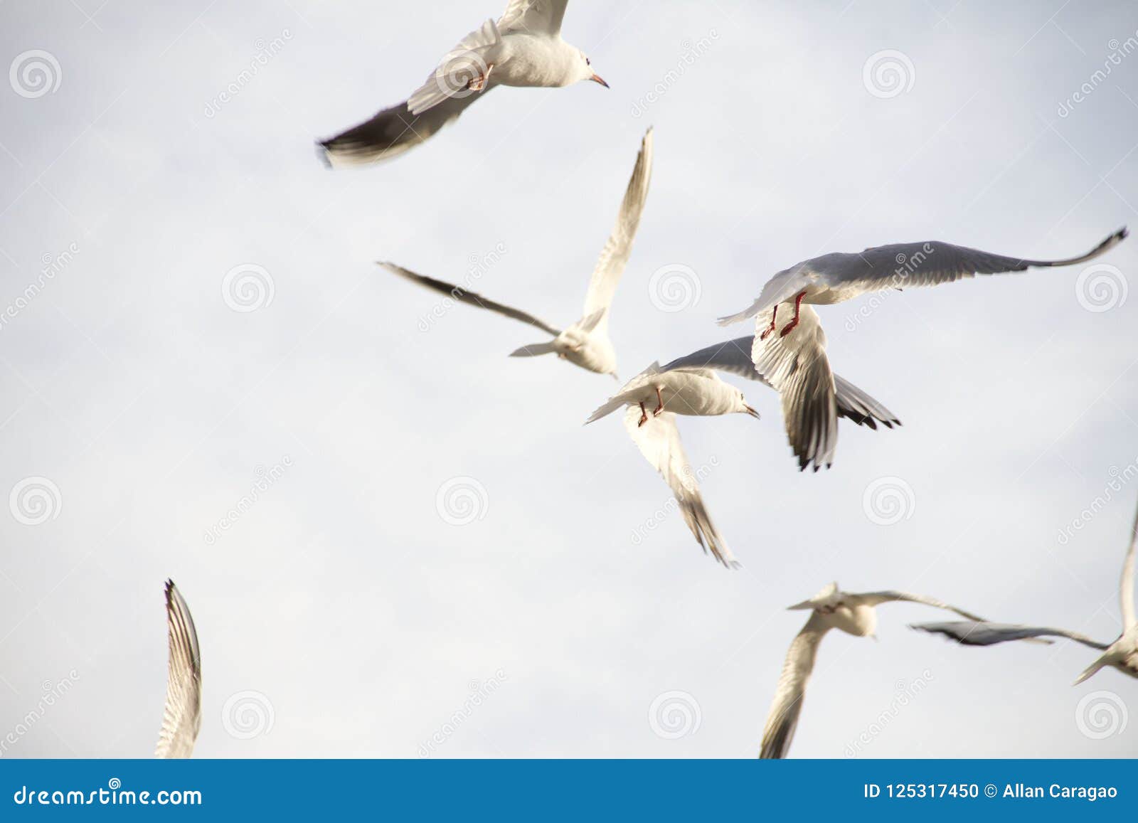 Vol D Oiseau Avec Gratuit Photo Stock Image Du Captiver