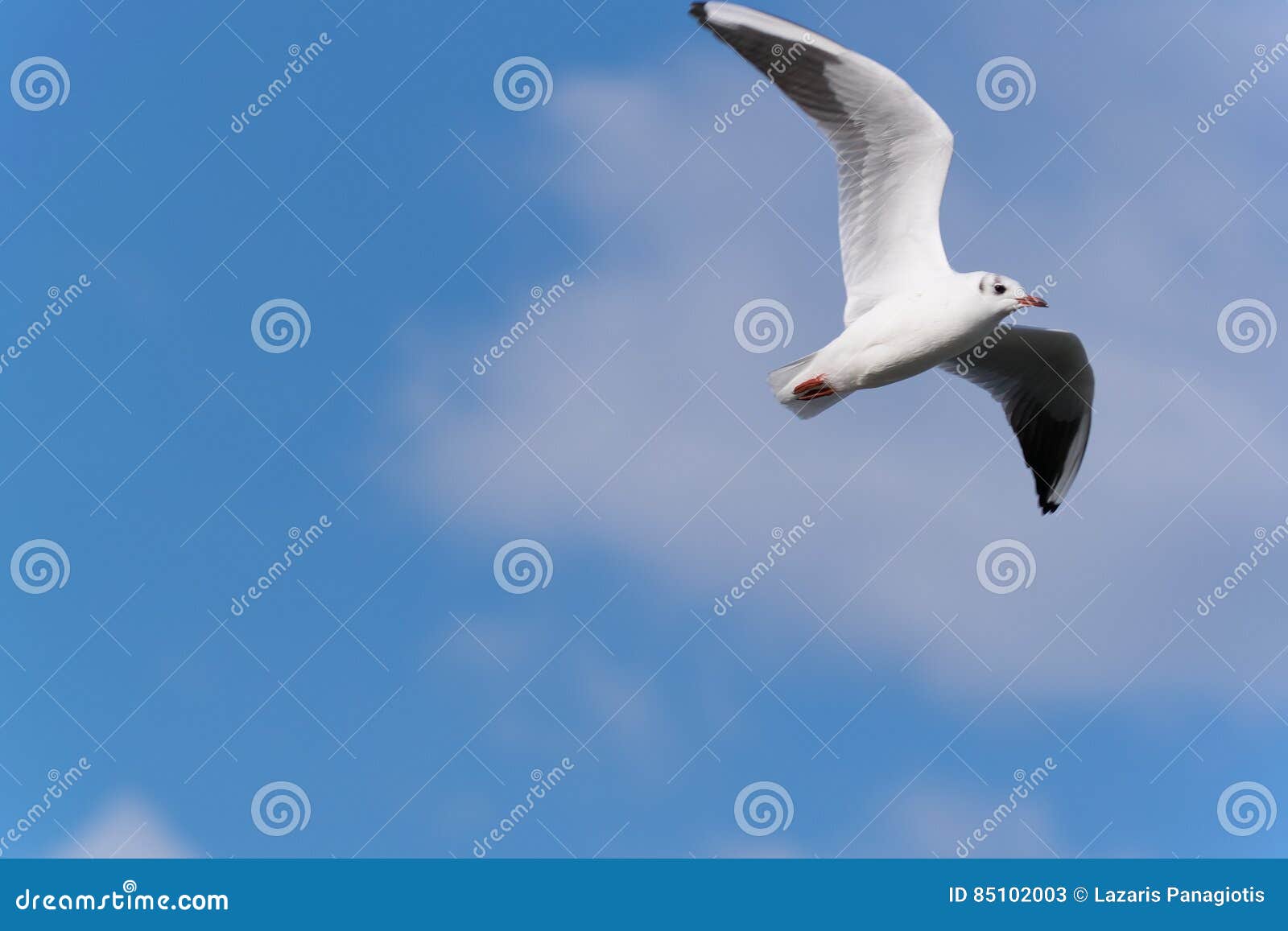 Vol Doiseau De Mer Image Stock Image Du Wide Océan 85102003