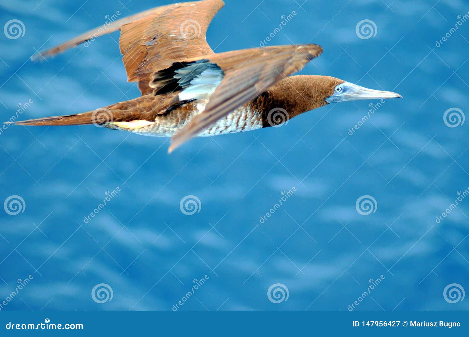 Vol de l'oiseau marin au-dessus de l'oc?an calme. Seabird Brown Booby Sula leucogaster flying over the calm blue ocean near Mexican coast of the Pacific Ocean.