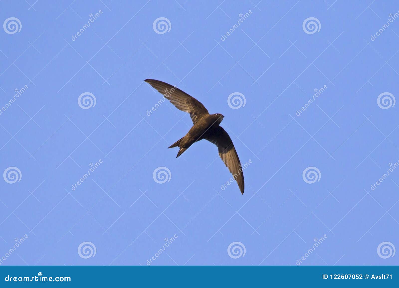 Vol Rapide Supplémentaire Photo Stock Image Du Faune