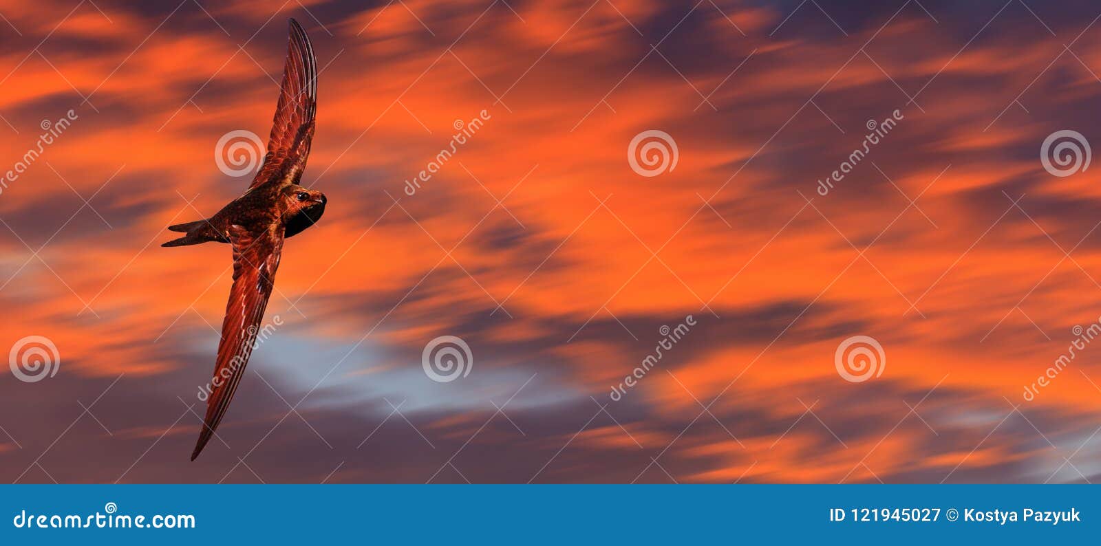 Vol Ultra Rapide Doiseau Contre Un Beau Ciel Image Stock