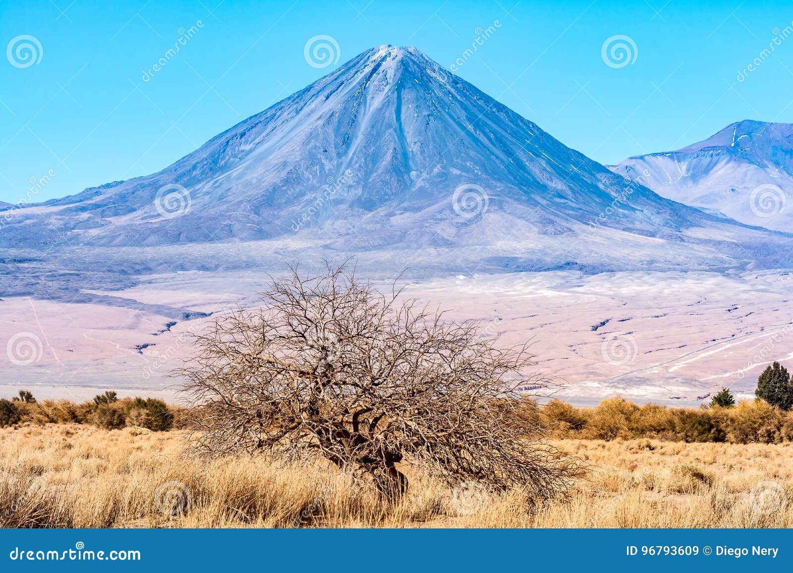 volcan licancabur and a nice tree