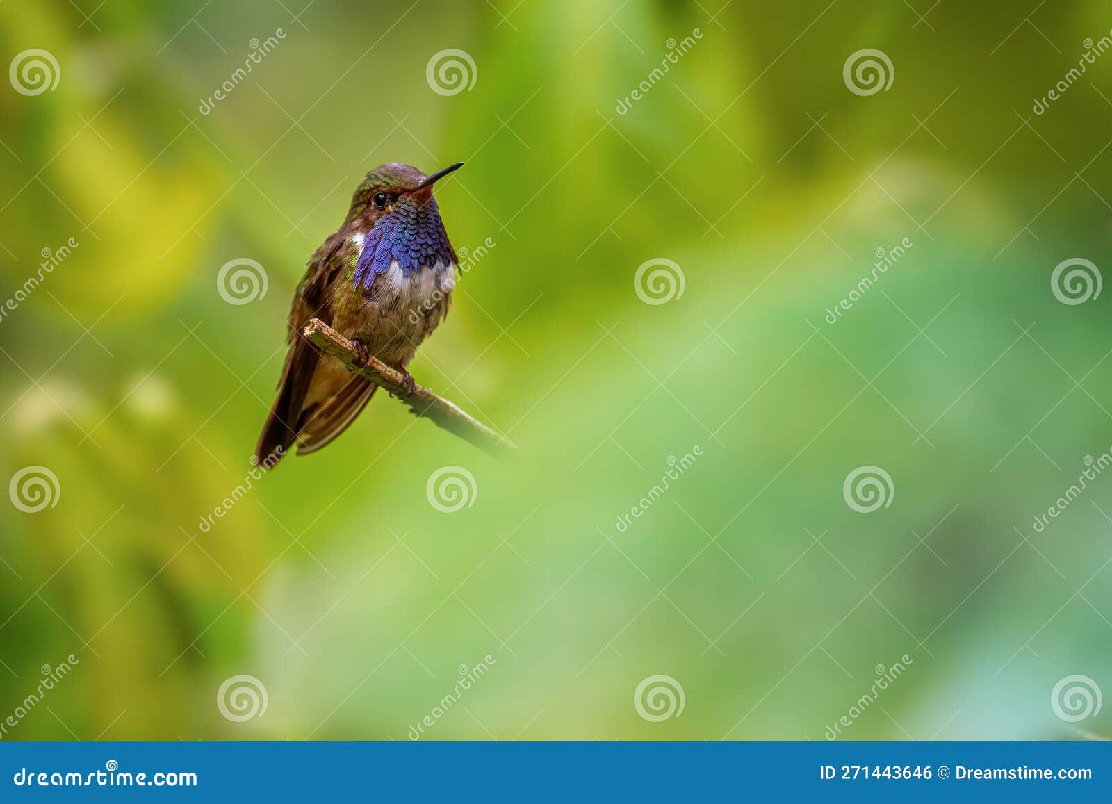 volcano hummingbird - selasphorus flammula