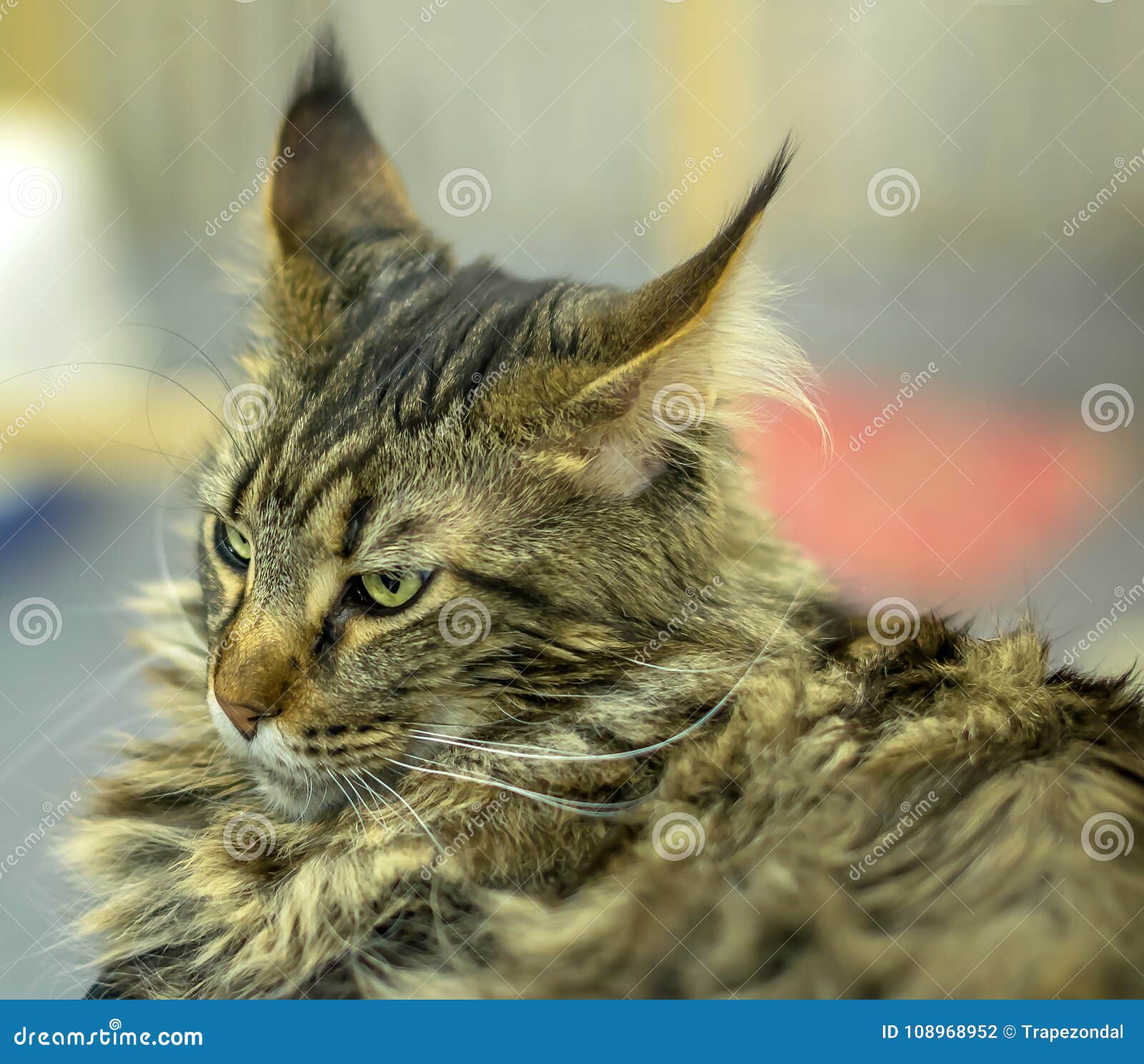 Vollblütige Graue Katze Maicon Mit Quasten Auf Den Ohren Stockfoto - Bild  von haustier, ernst: 108968952