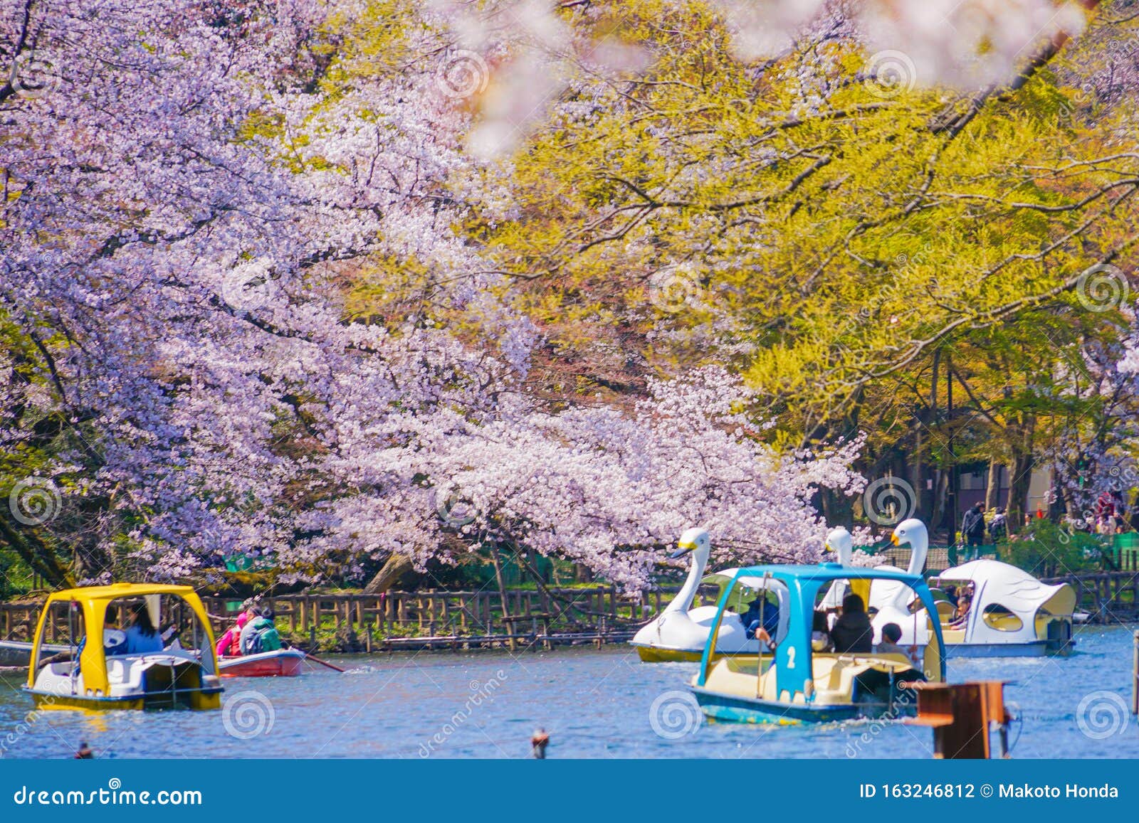 Volledige Bloei Van De Kersenboom En Het Eendenboot Inokashira Park  Redactionele Fotografie - Image Of Leuk, Boom: 163246812