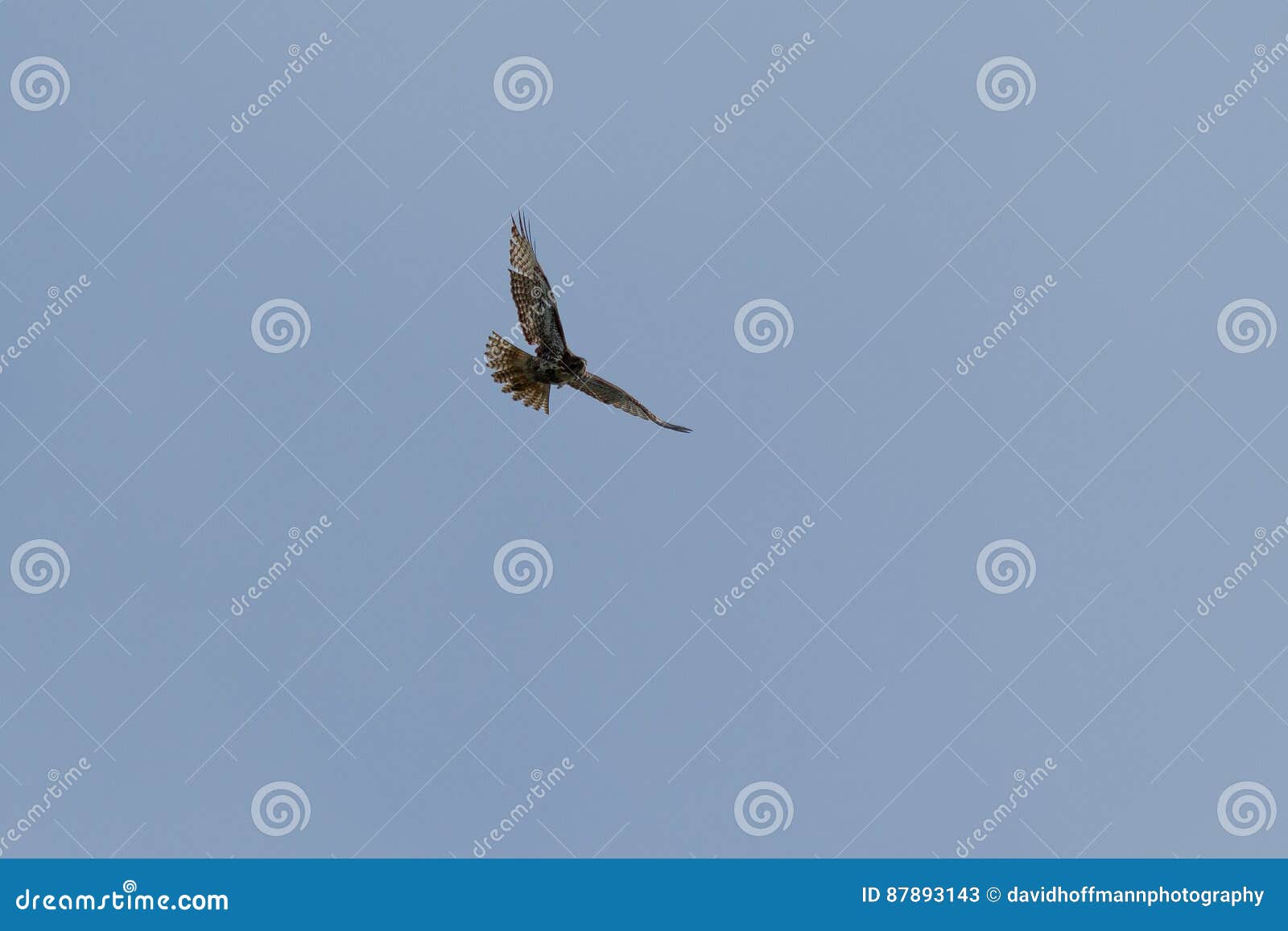 Volo Del Falco Pellegrino Immagine Stock Immagine Di