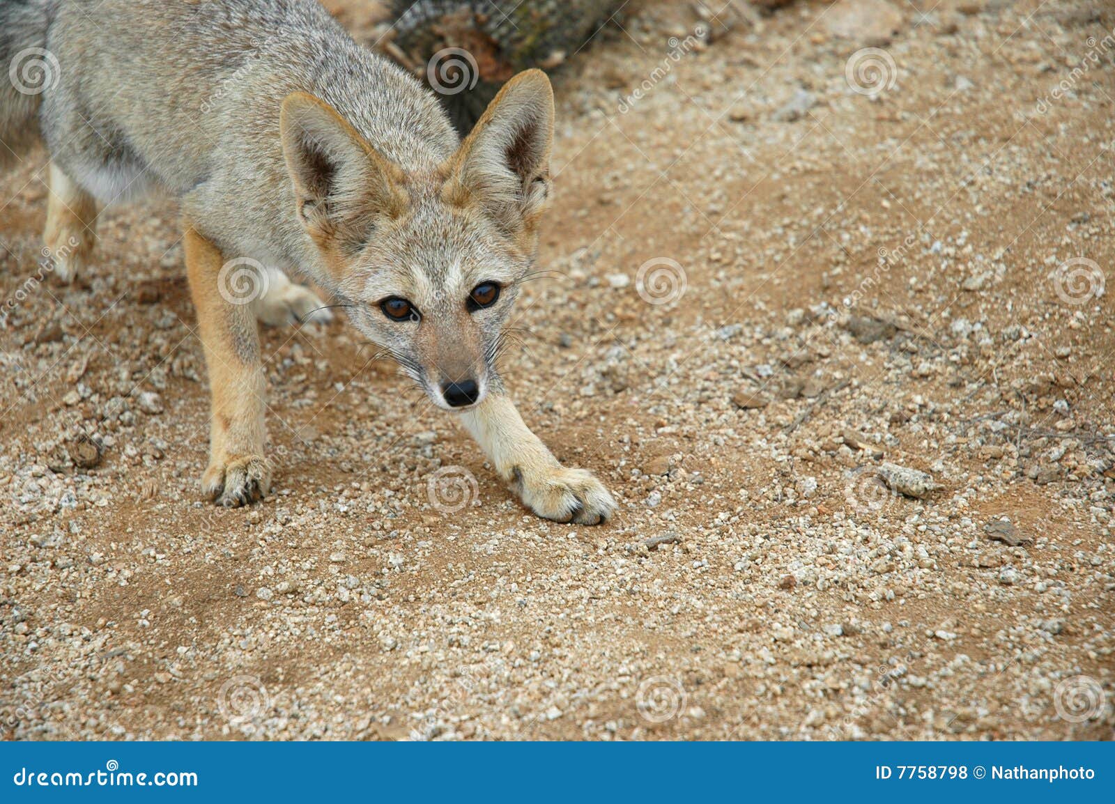 Volpe selvaggia del deserto di Atacama del Cile. Una volpe prudente selvaggia nella regione del deserto di Atacama del Cile.