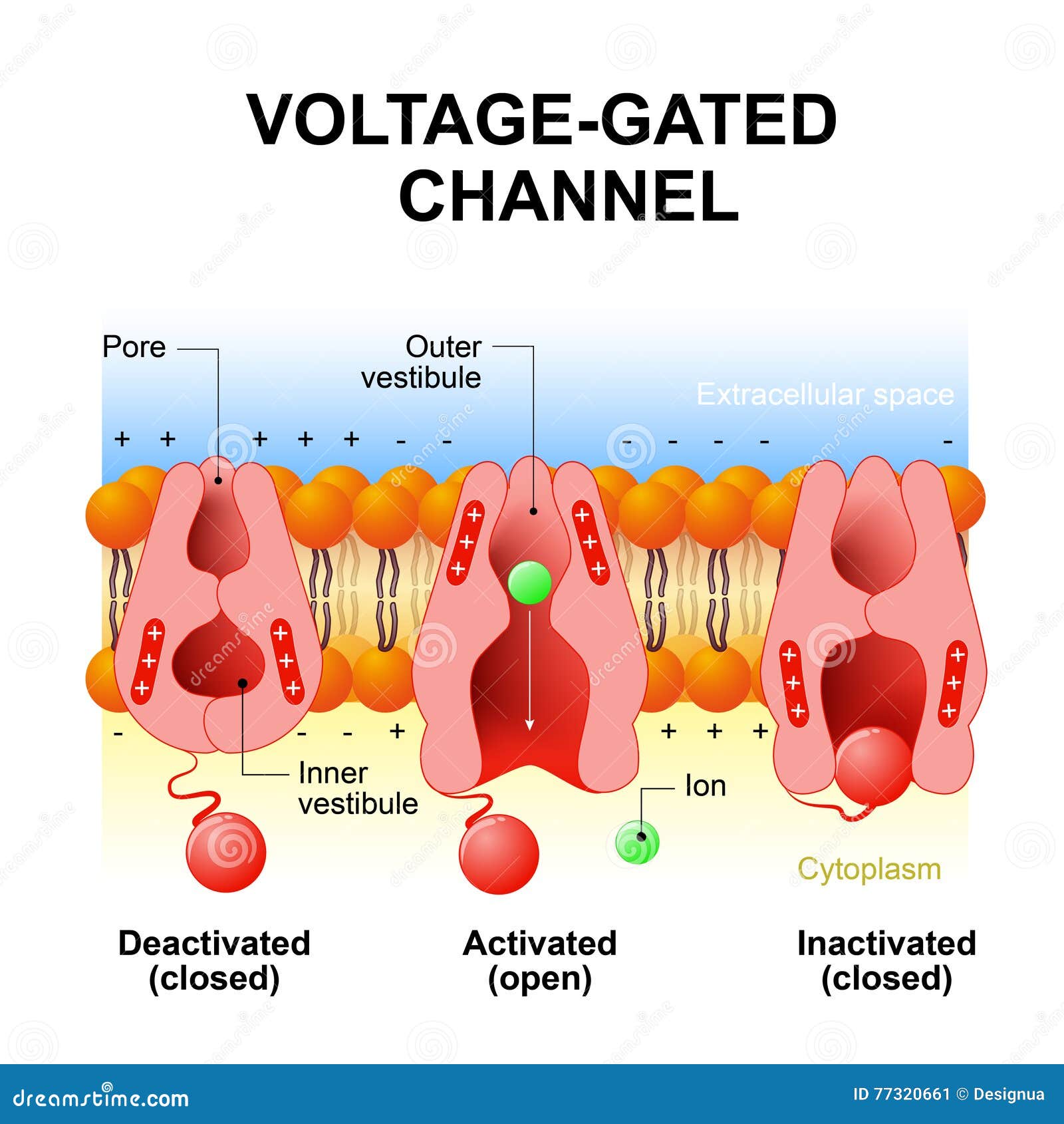 voltage gated ion channels animation