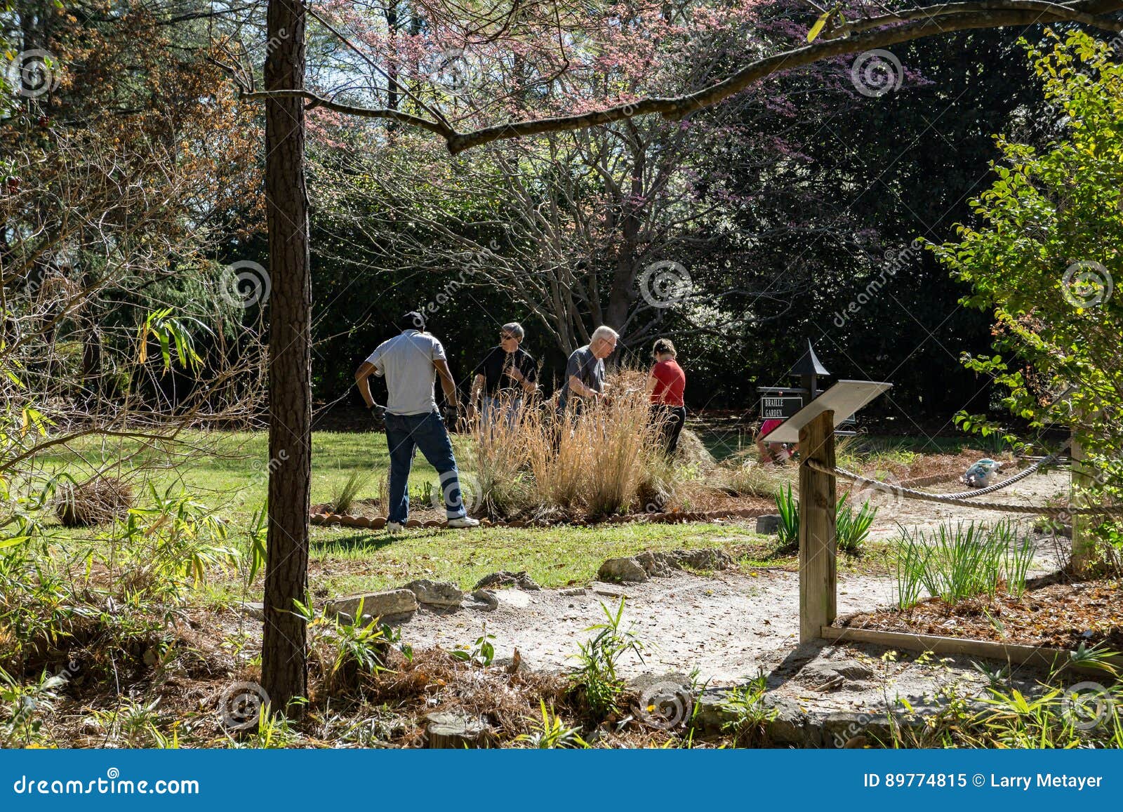 Volunteers Working At Swan Lake Iris Gardens Sumter Sc Editorial