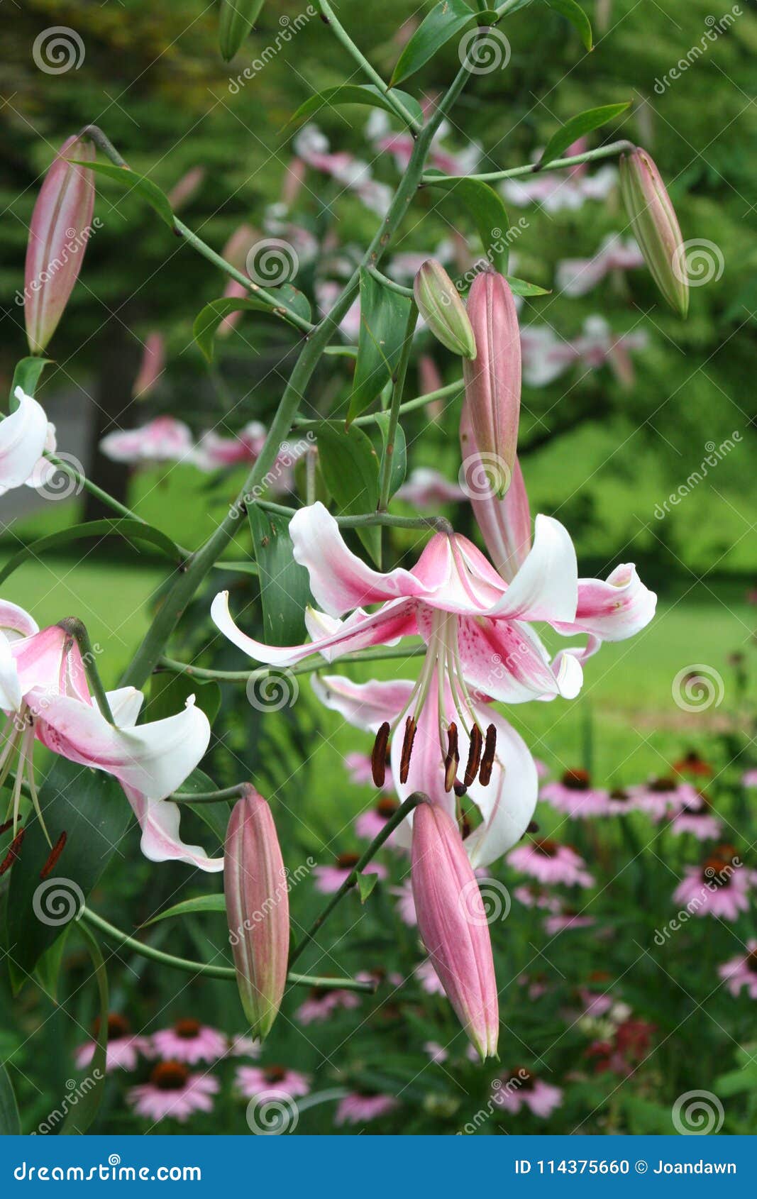 Anastasia Orienpet Lilies Open High Above the Midsummer Garden Stock Photo  - Image of grow, strong: 114375660